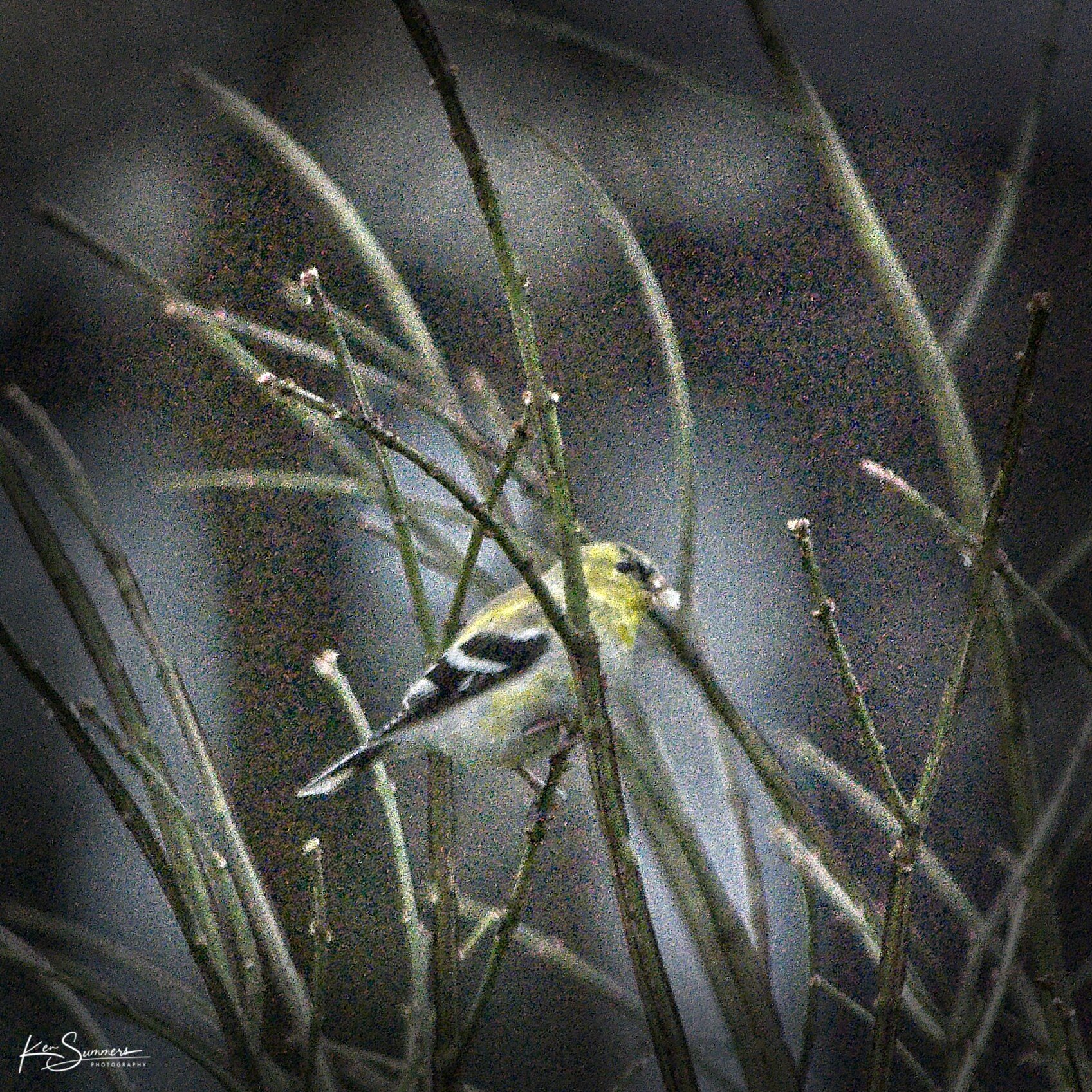 Gold Finch 1 _DSC4872.jpg