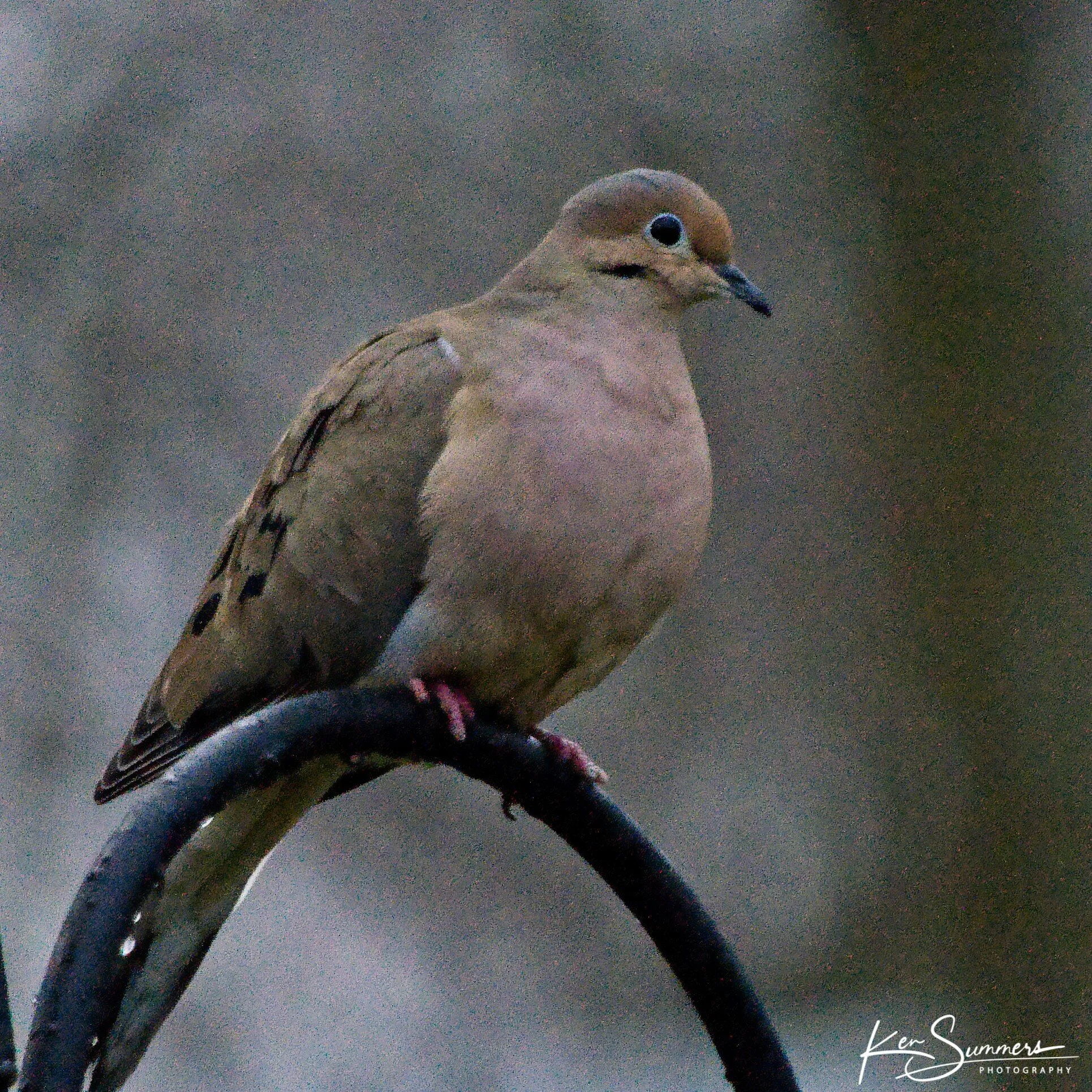 Morning Dove _DSC4866.jpg