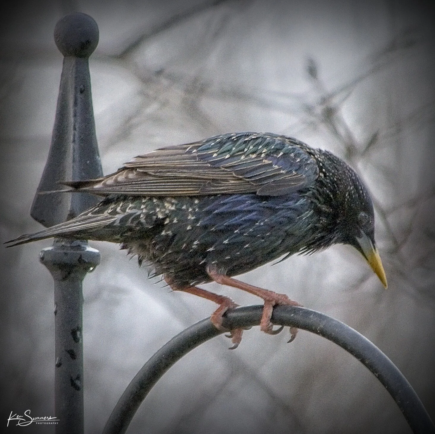 Starling 3  _DSC4959.jpg