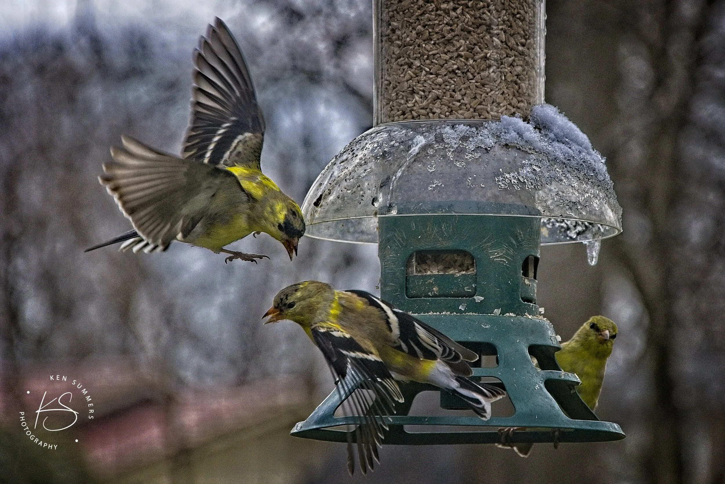 Gold Finch 12 _DSC5269-1-1.jpg