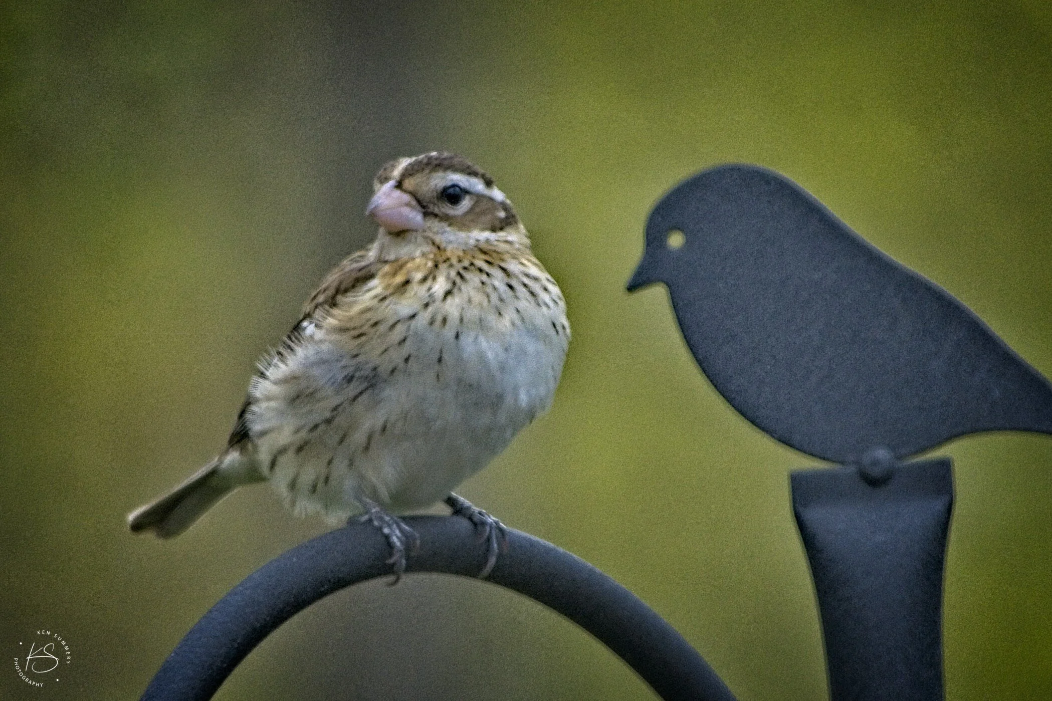 Rose Breasted Grosbeaks Female 7 _DSC6545.jpg
