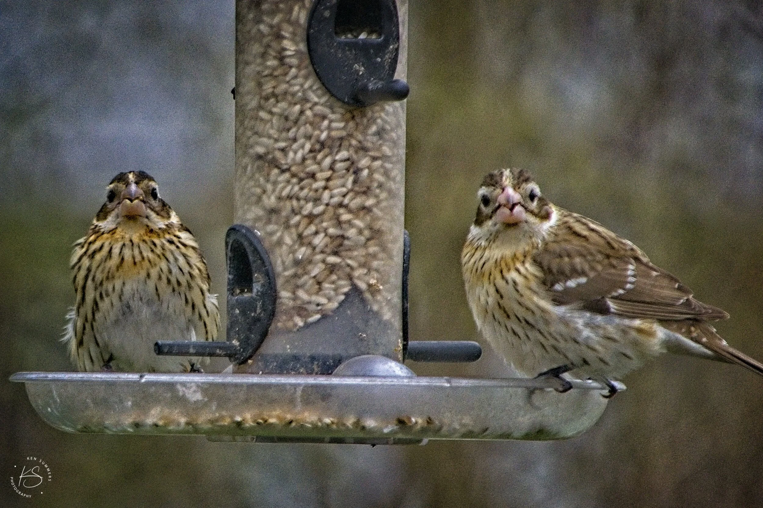 Rose Breasted Grosbeaks Females 12 _DSC6519.jpg