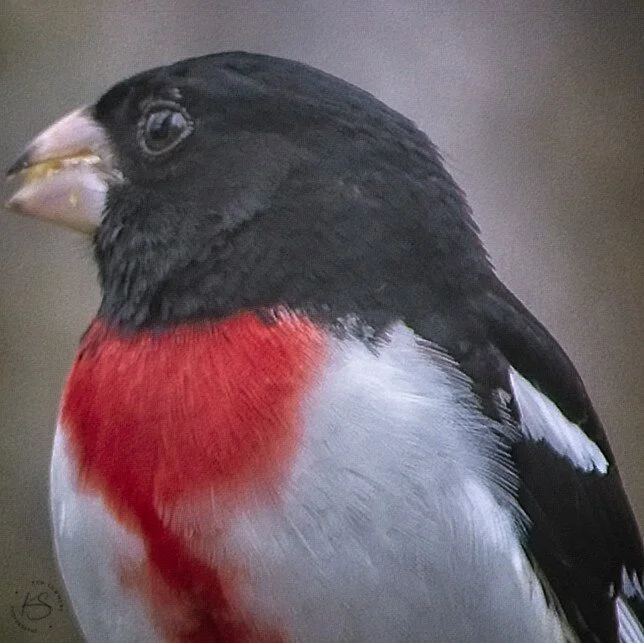 Rose Brested Grosbeak 13   _DSC6402.jpg