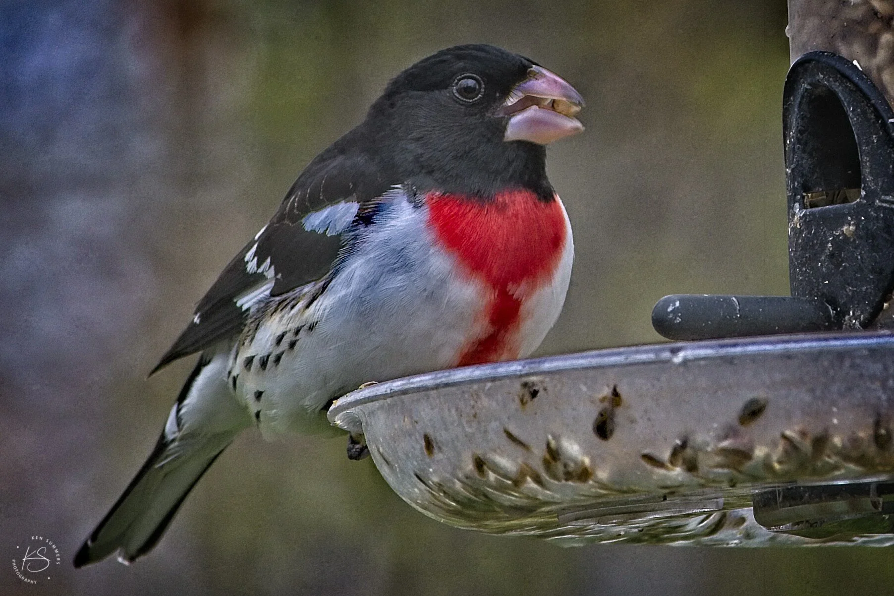 Rose Brested Grosbeak 12  _DSC6374.jpg