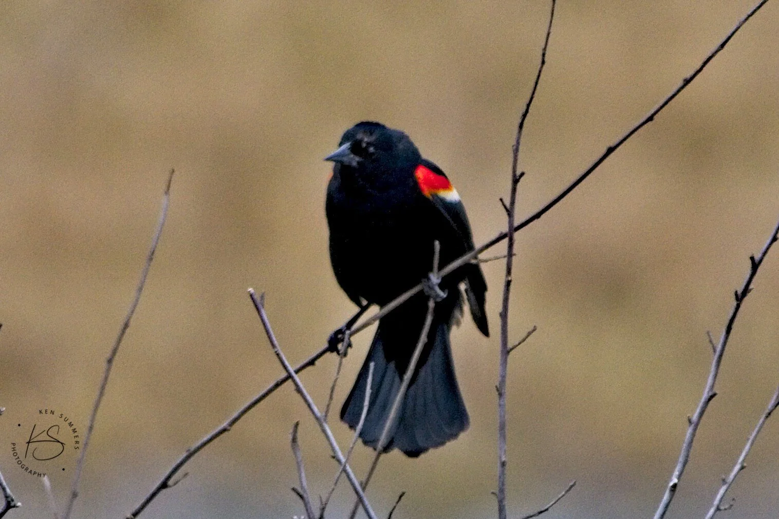 Red Wing Blackbird Grass Lake 3 _DSC6231.jpg