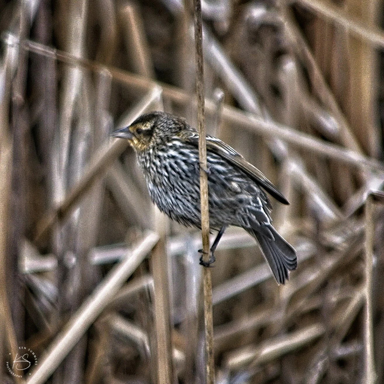 Female Red Winged Blackbird   _DSC6207.jpg