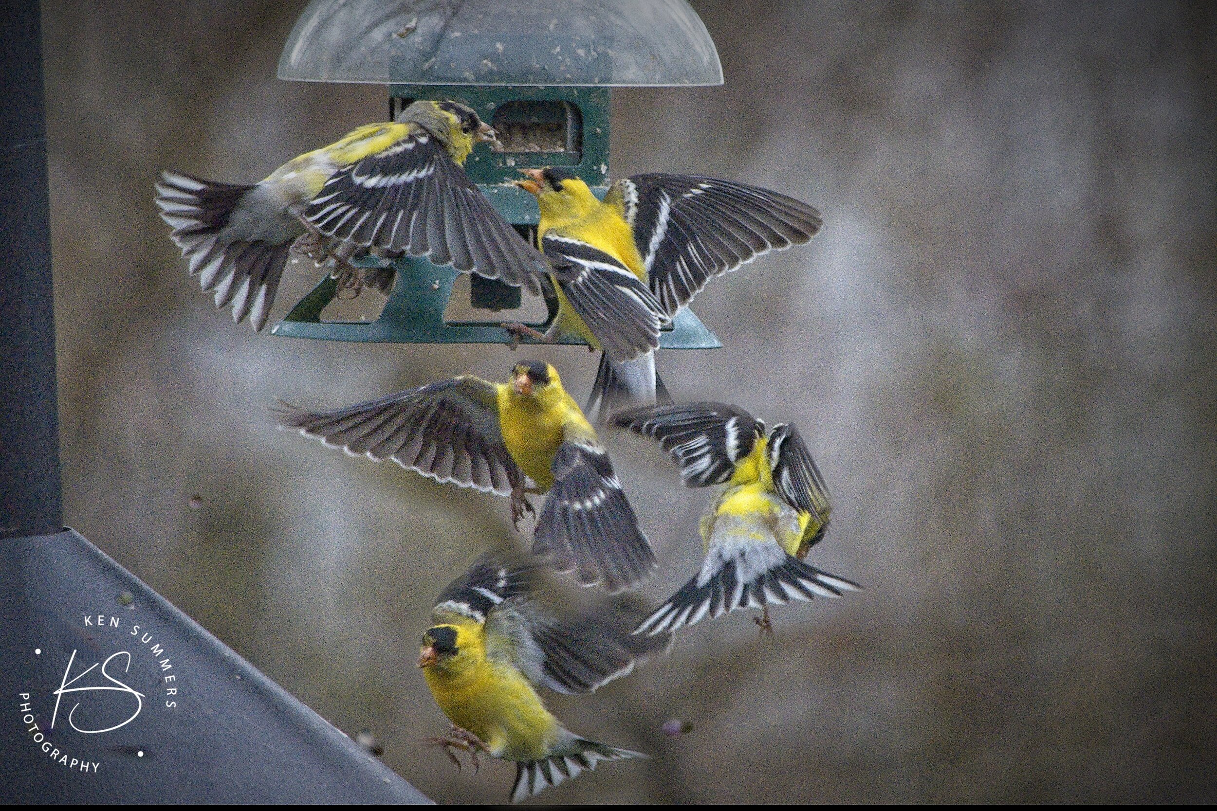 Finch Food Fight_DSC6119.jpg