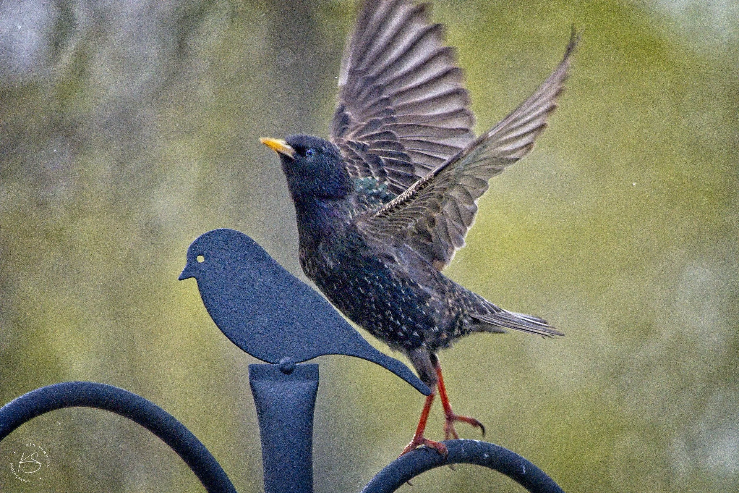 Starling Dancing _DSC5998.jpg