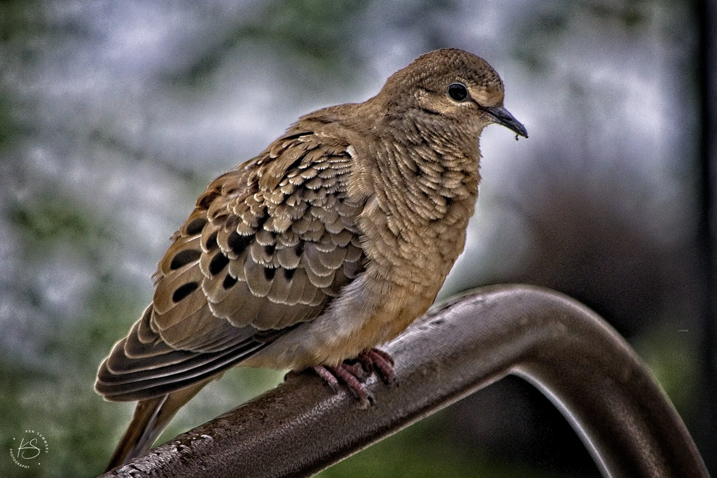 Morning Dove 42 _DSC5979.jpg