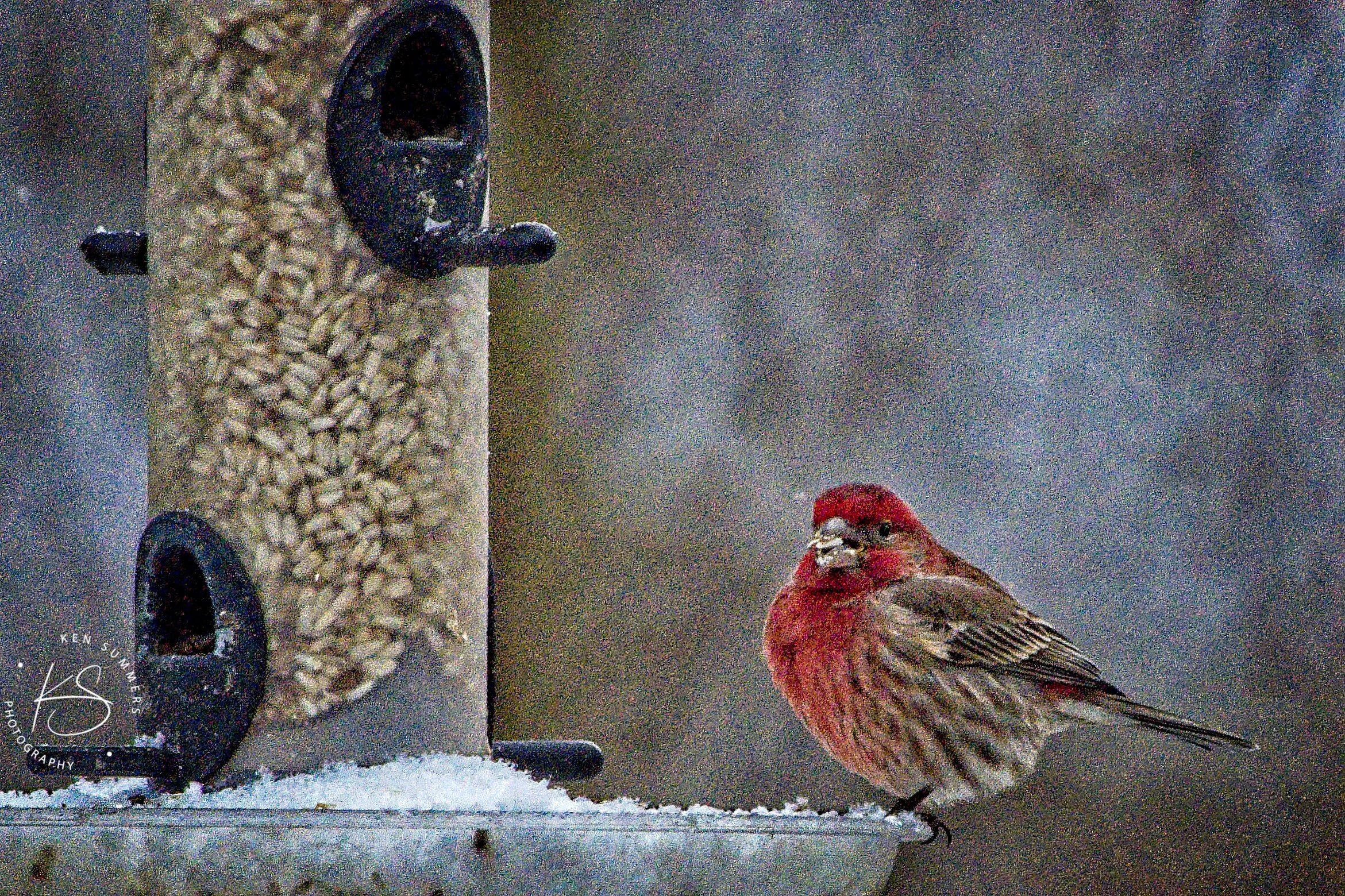 House Finch 43_DSC5946.jpg