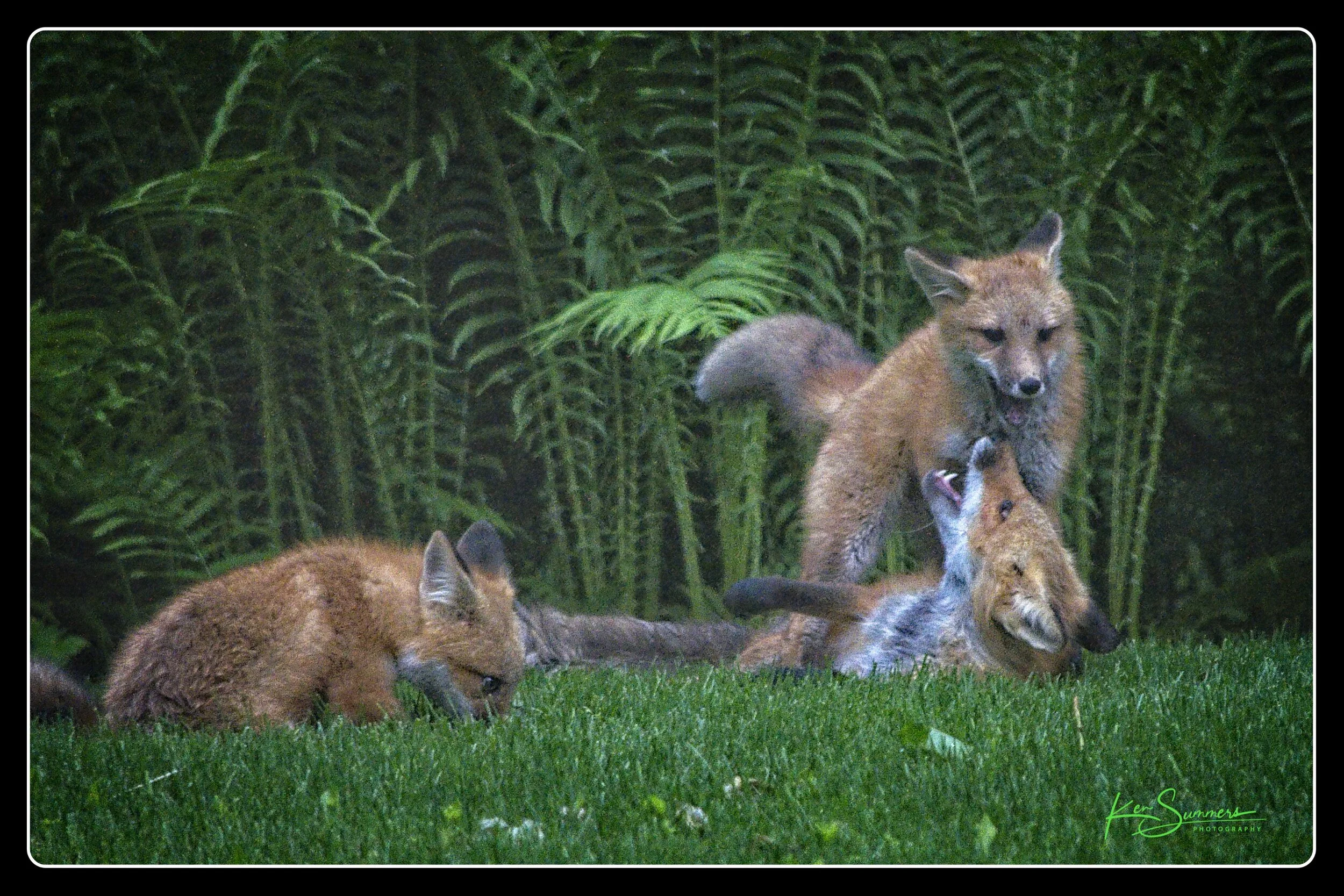 Red Fox with Kits 7 _DSC6721-1.jpg