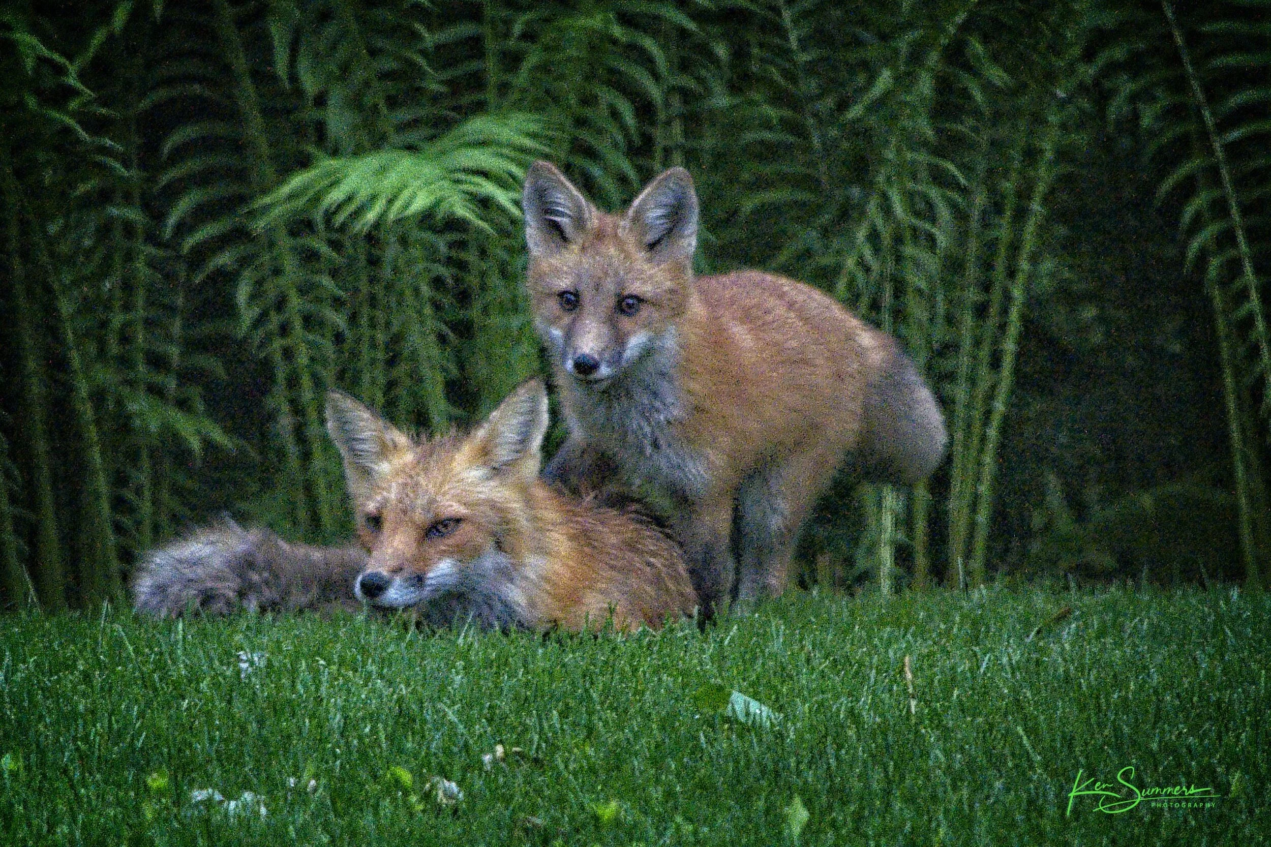 Red Fox with Kits 6 _DSC6700-1.jpg