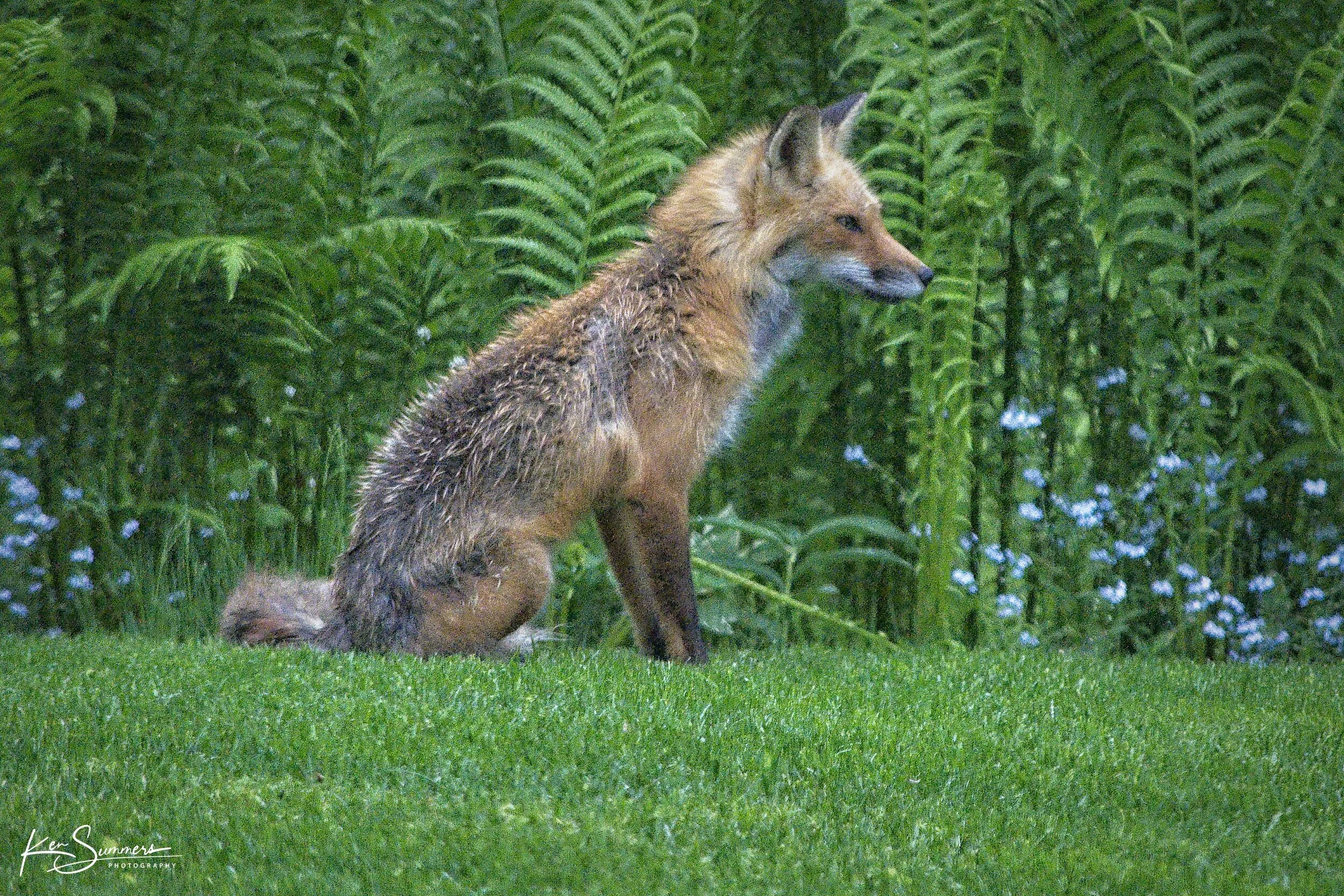 Red Fox by Ferns 2 _DSC6596-1.jpg