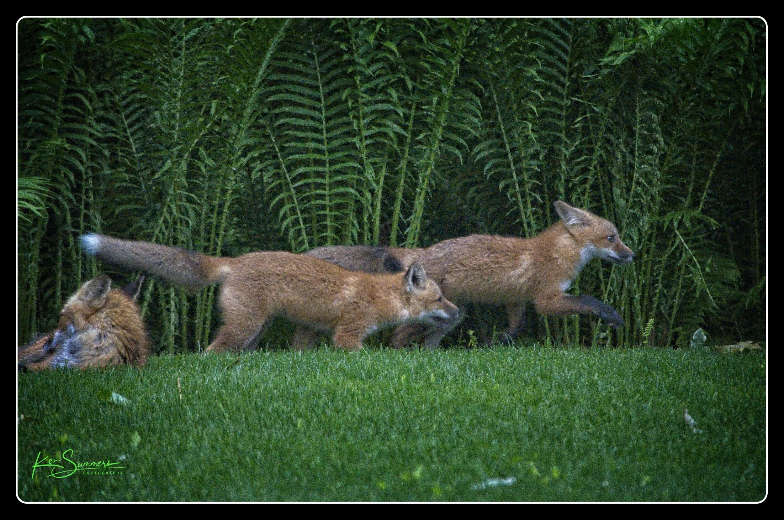 Red Fox with Kits 5 _DSC6695-1.jpg