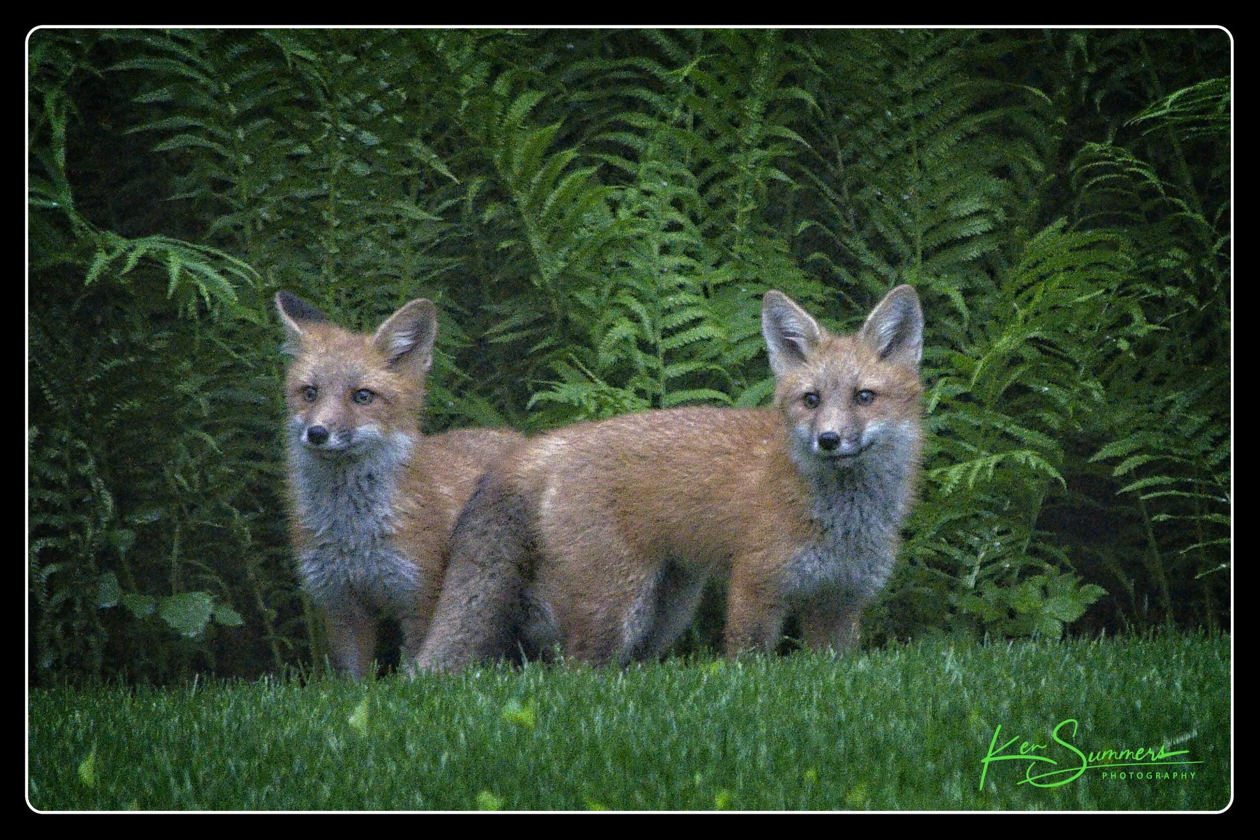 Red Fox with Kits 8 _DSC6740-1.jpg