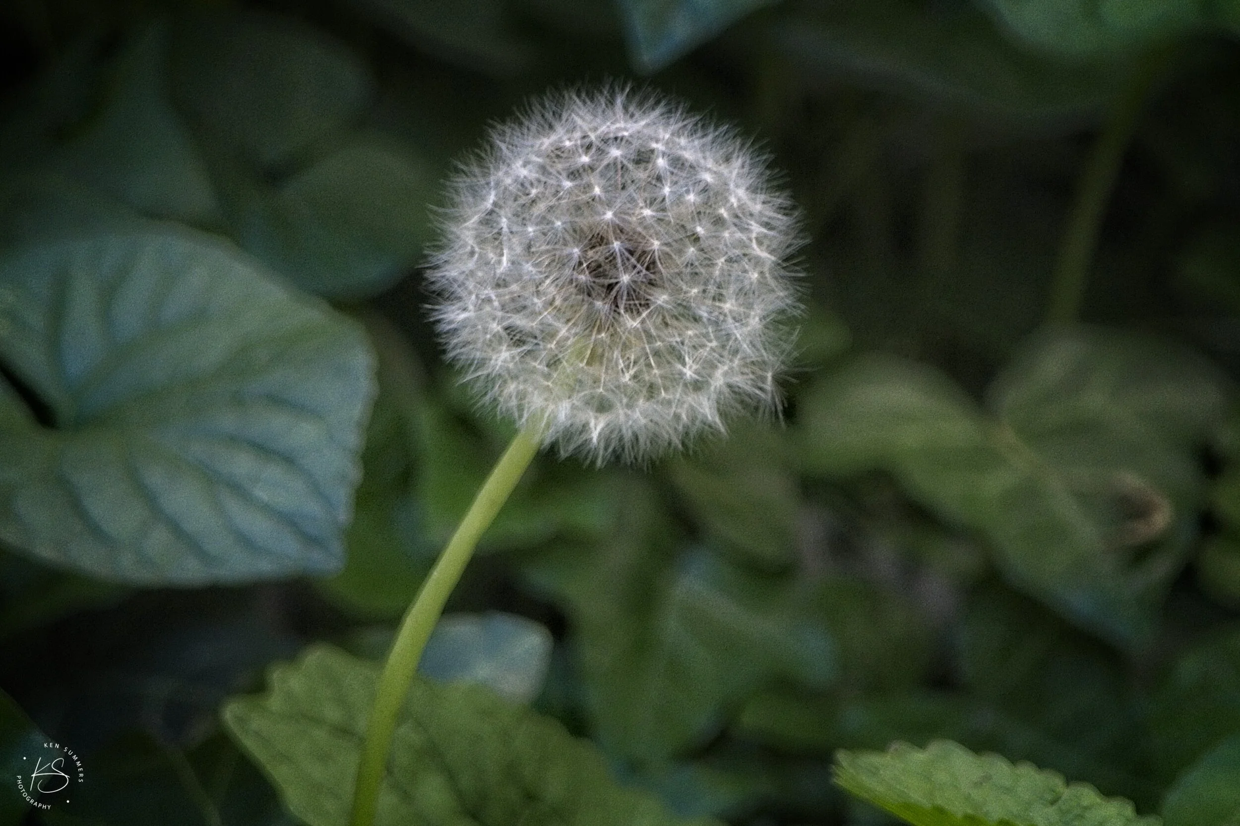Dandelion   _DSC6800.jpg