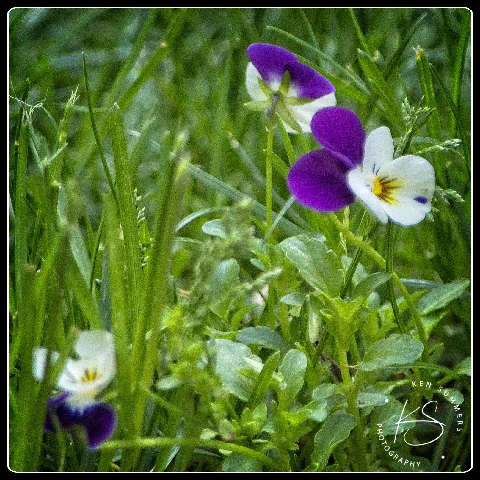 Viola  2020_DSC6641.jpg
