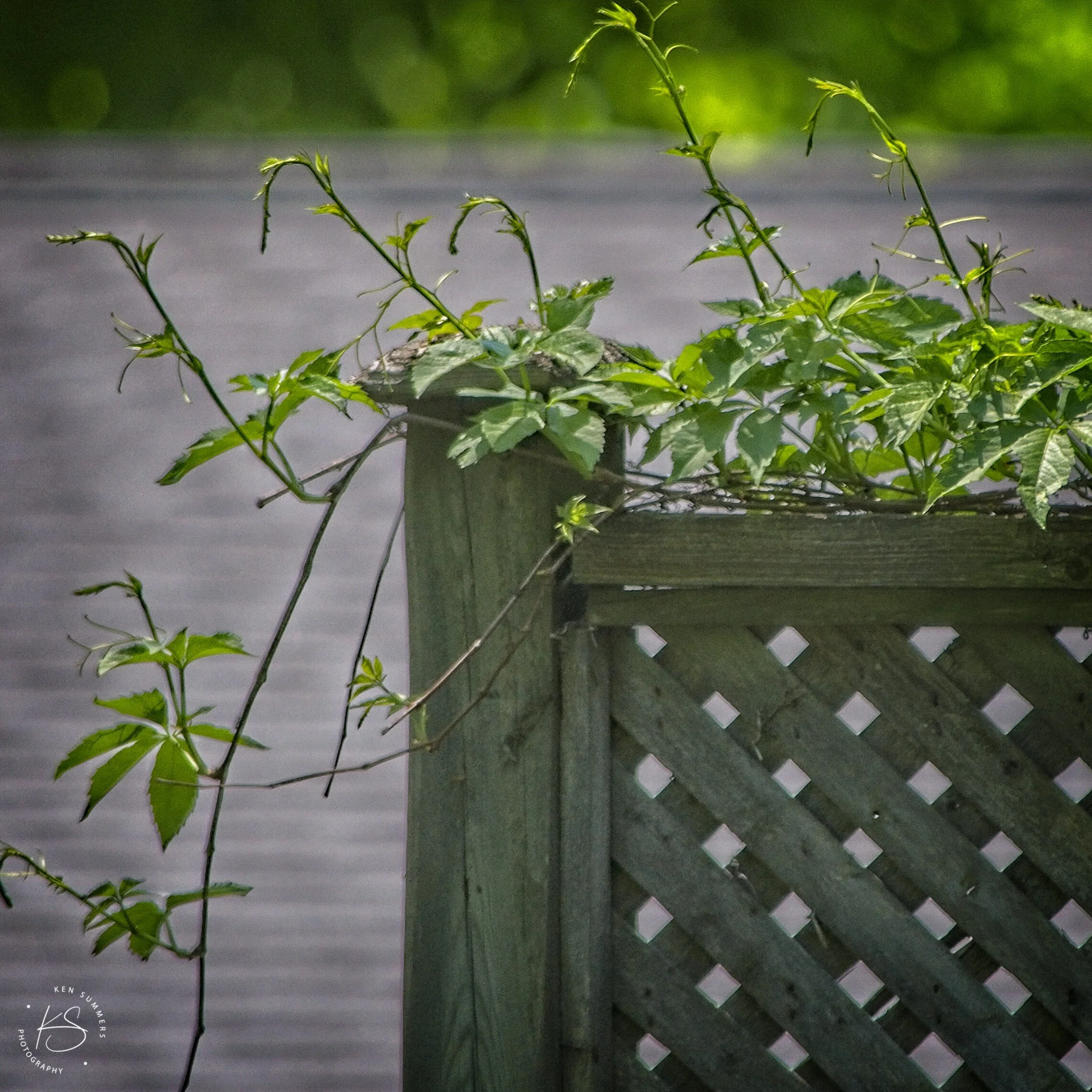 Fence and Vine 2020_DSC6638.jpg