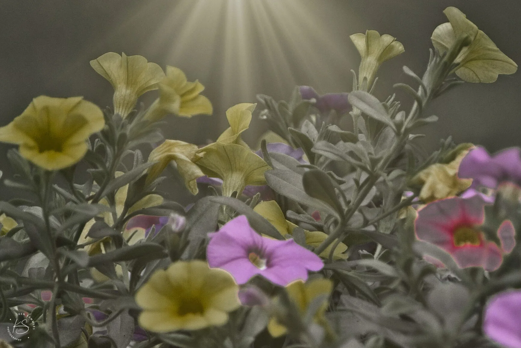 Patio Flowers Big Pot 2020  .jpg