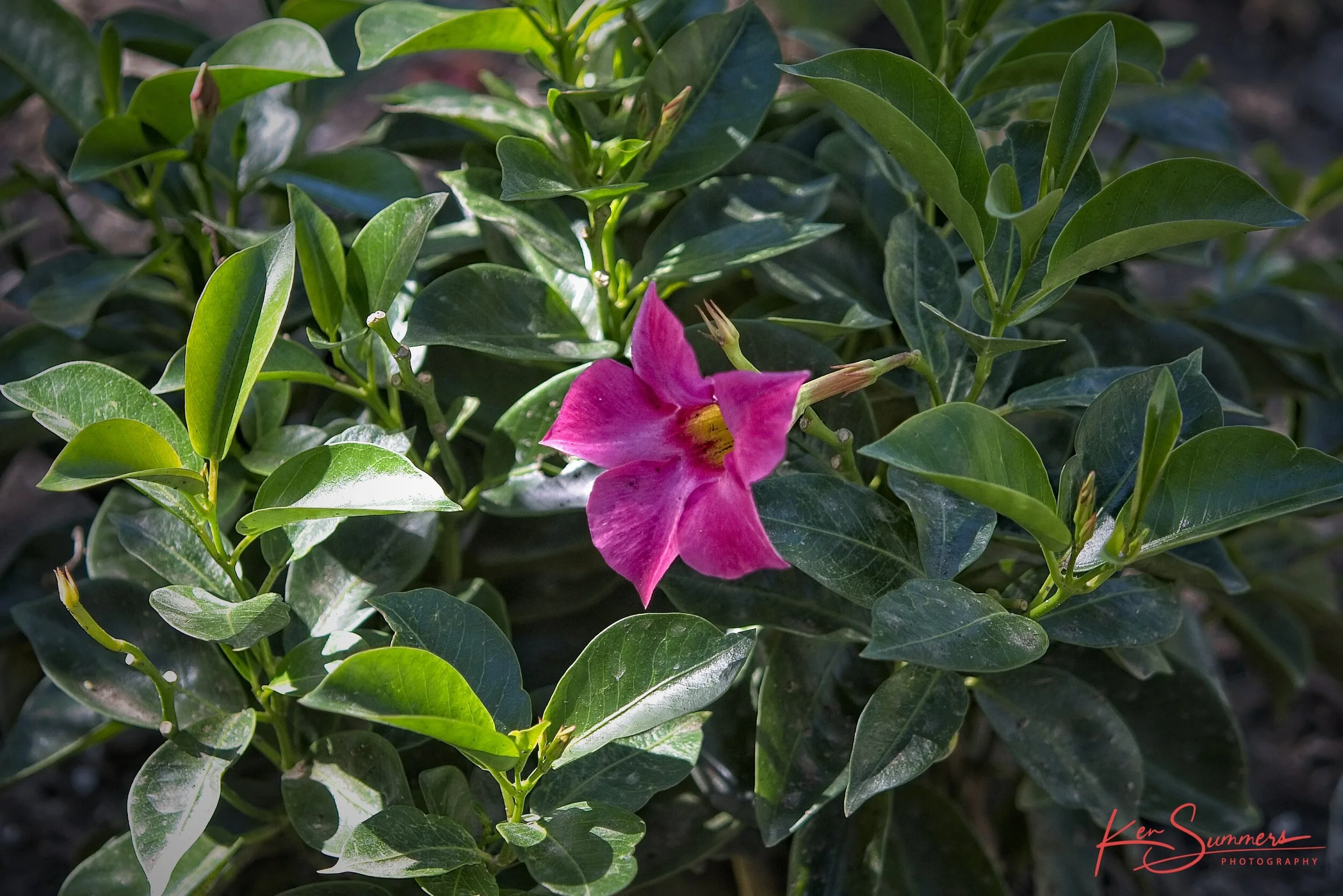 Pink Blossom 2020 1_DSC6781-1.jpg