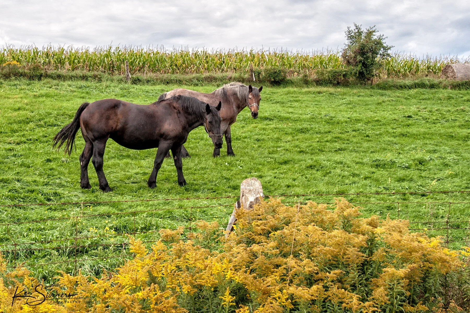 _DSC1723 Horses Waterloo County-1.jpg