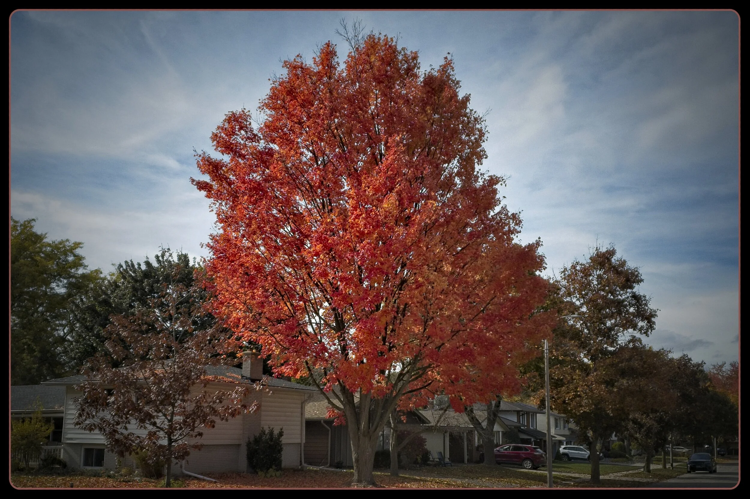 Red Maple Fall Leaves IMG_0373.jpg