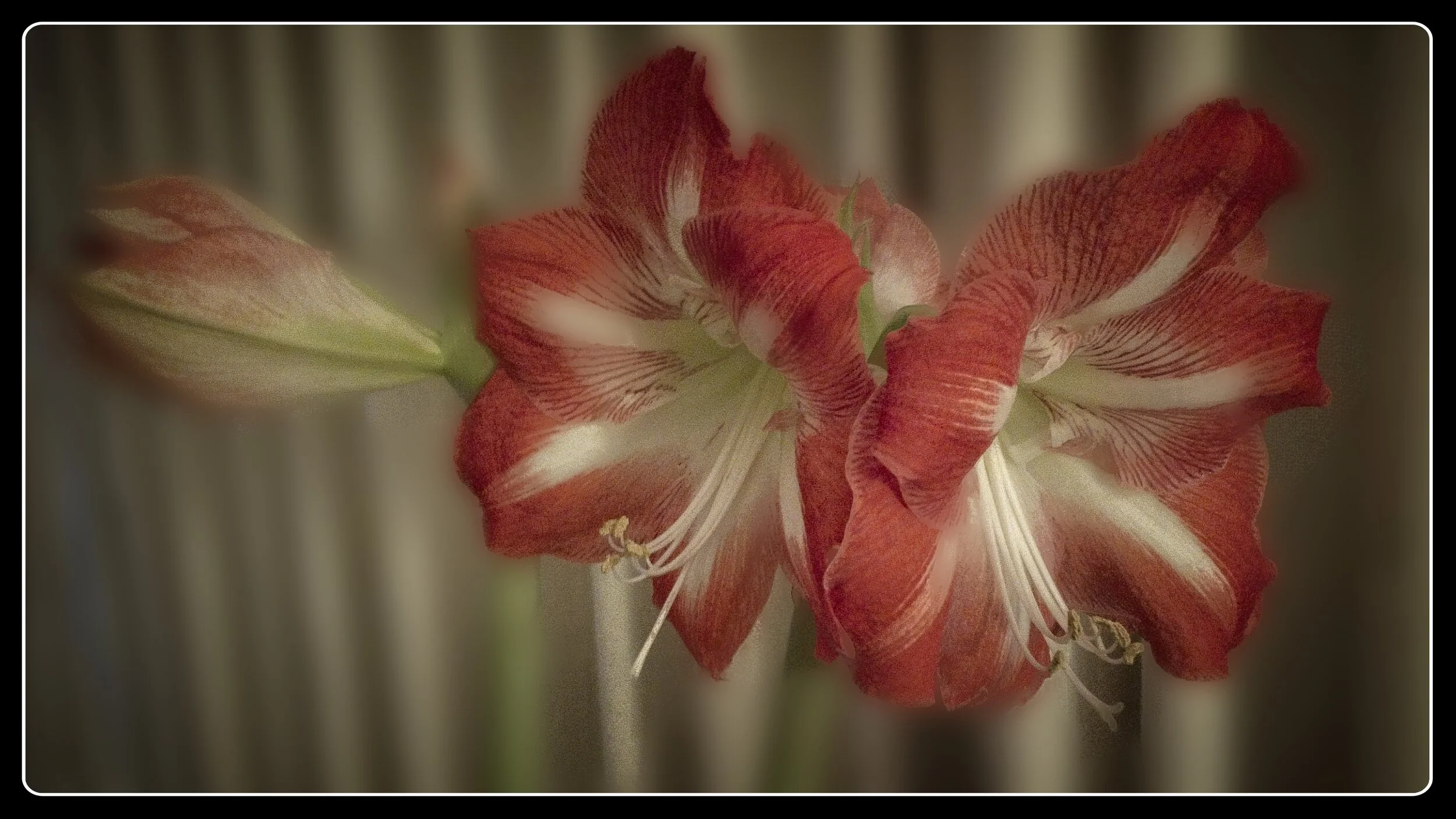 Amaryllis Slide Time Lapse002212312020.jpg