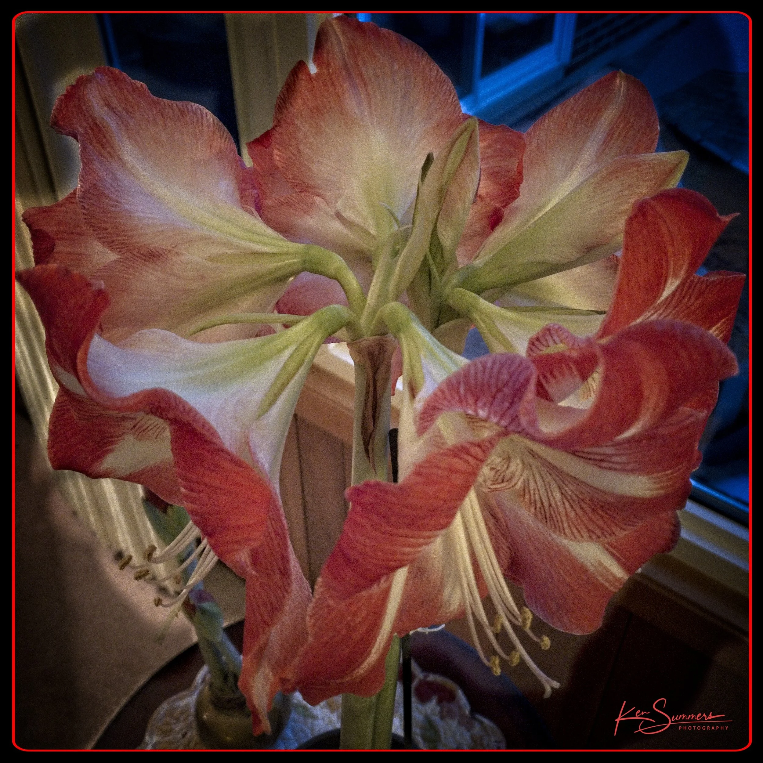 Amarylllis Still 1 x 1 01701012021-1.jpg