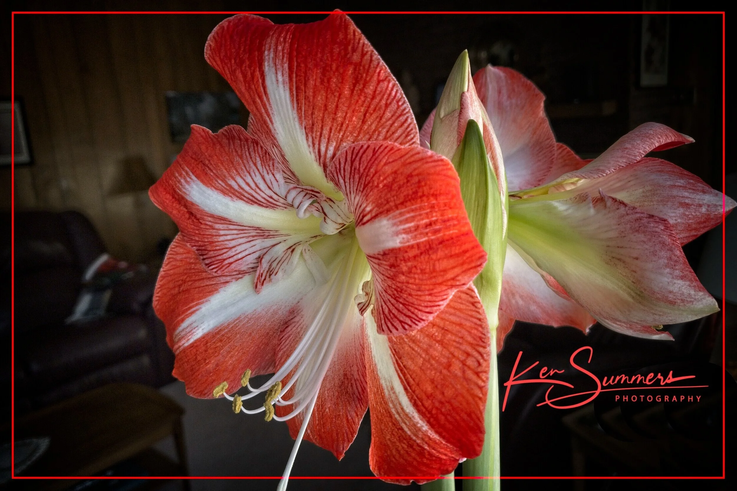 Amaryllis+Time+Lapse01612292020+copy.jpg