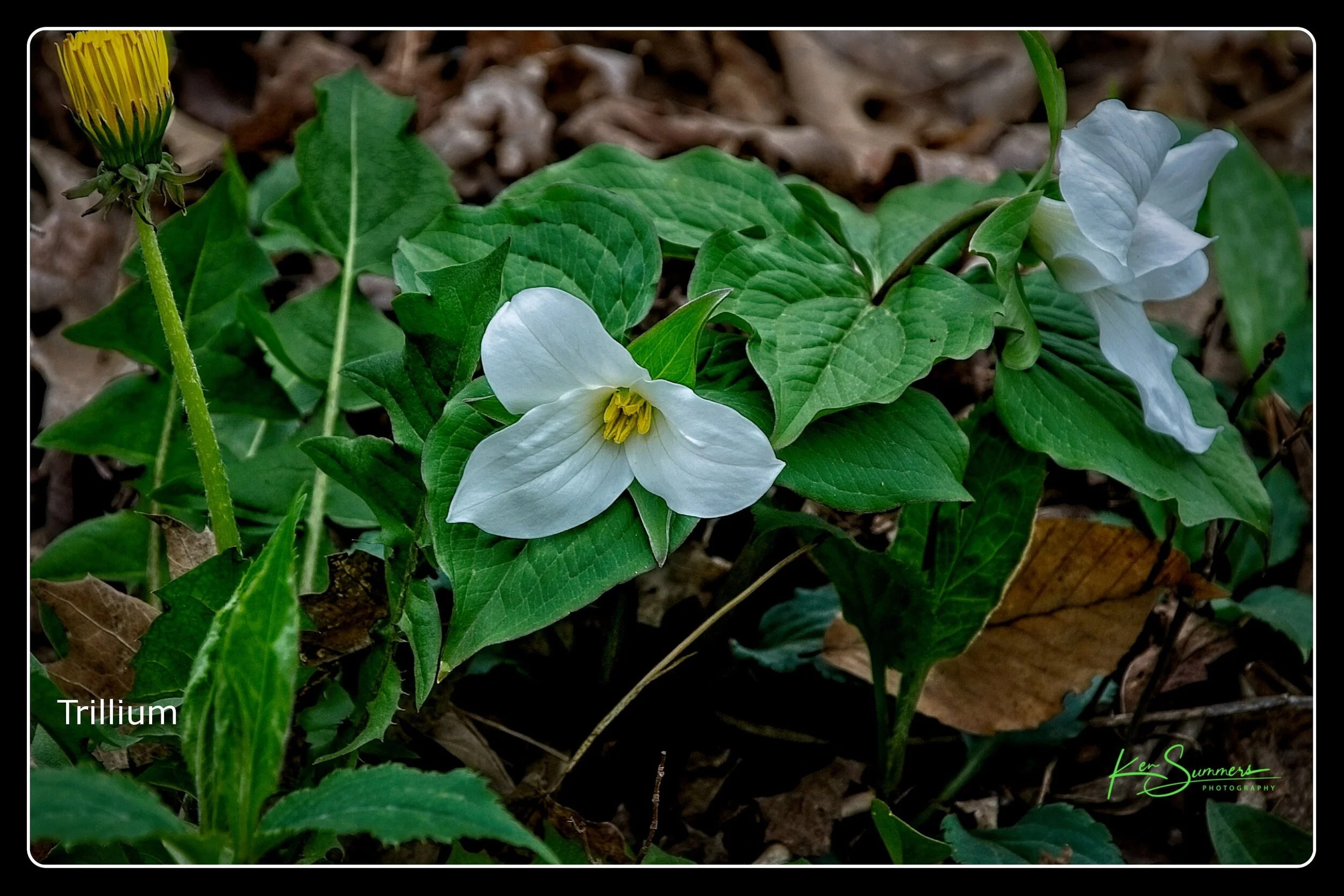 Trillium with Dandelion 014030521-1.jpg