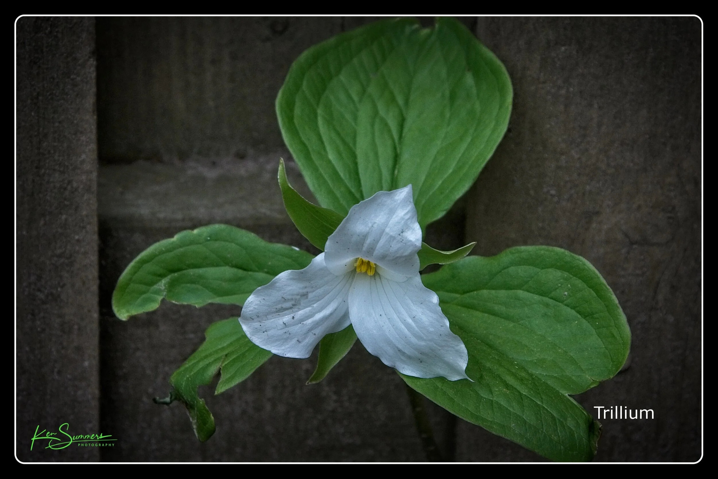 Trillium in fence010030521-1.jpg