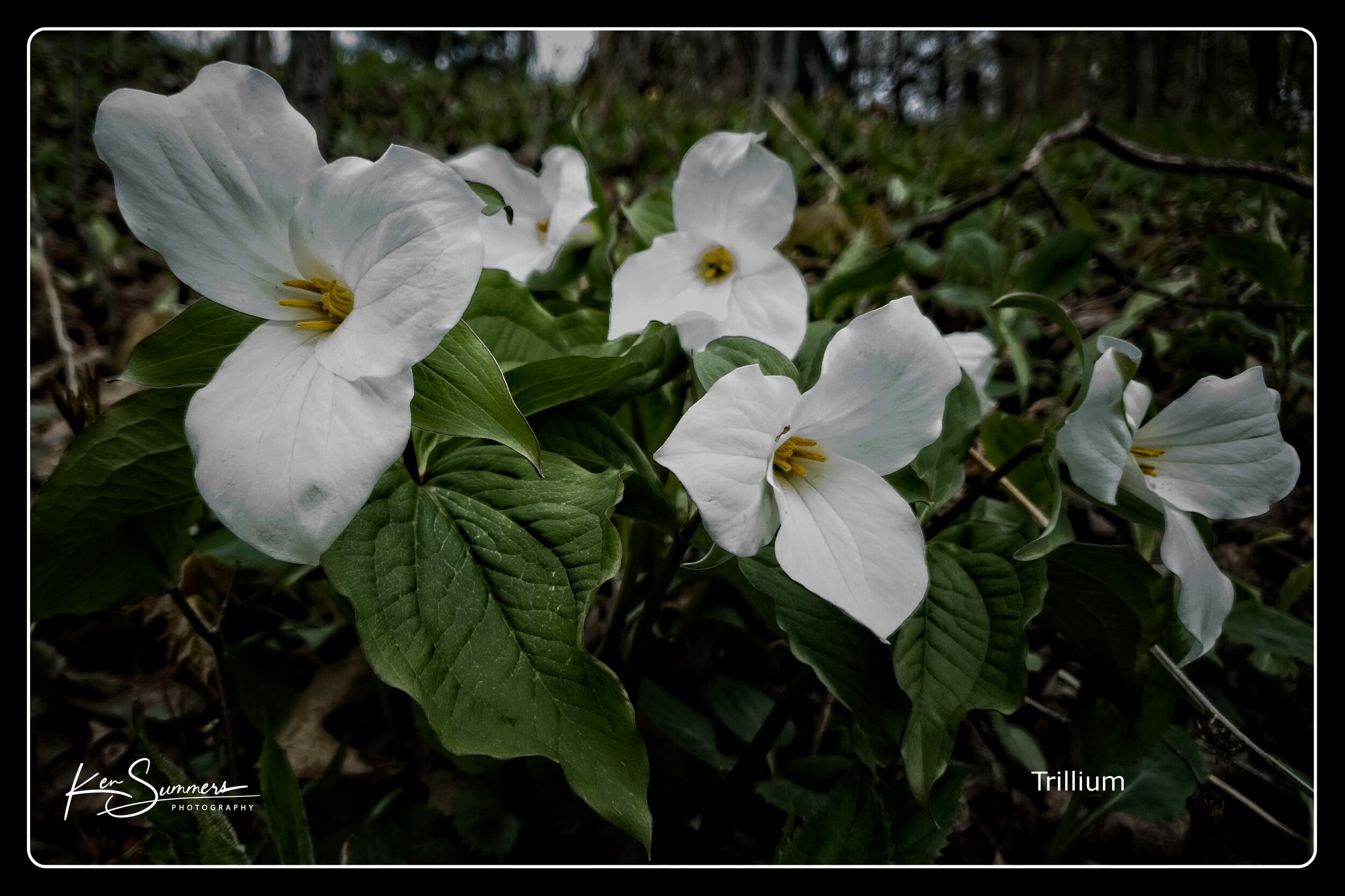 Trillium 001020521-1.jpg