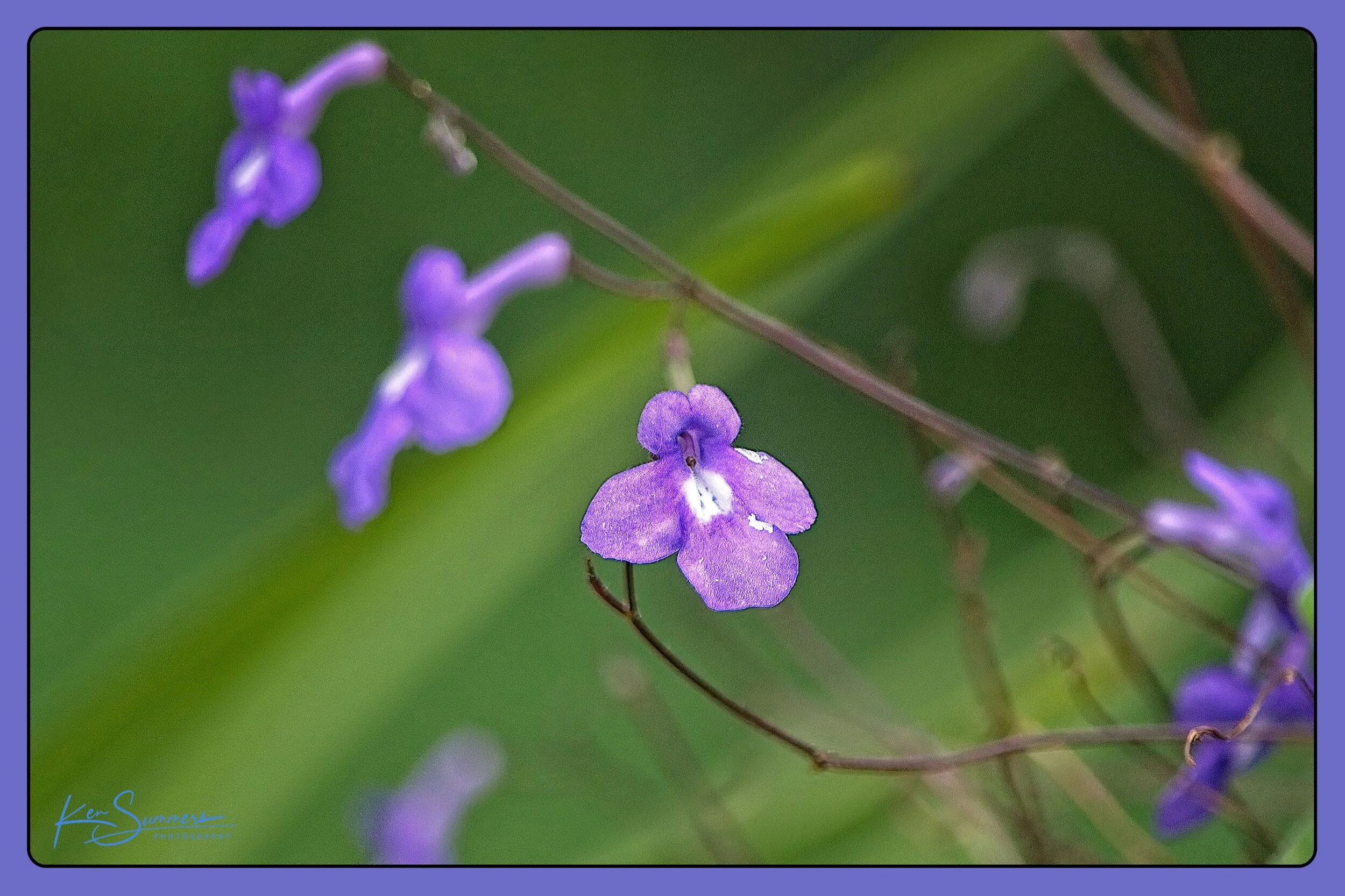 Purple Hummingbird Atractor 07202021006.jpg