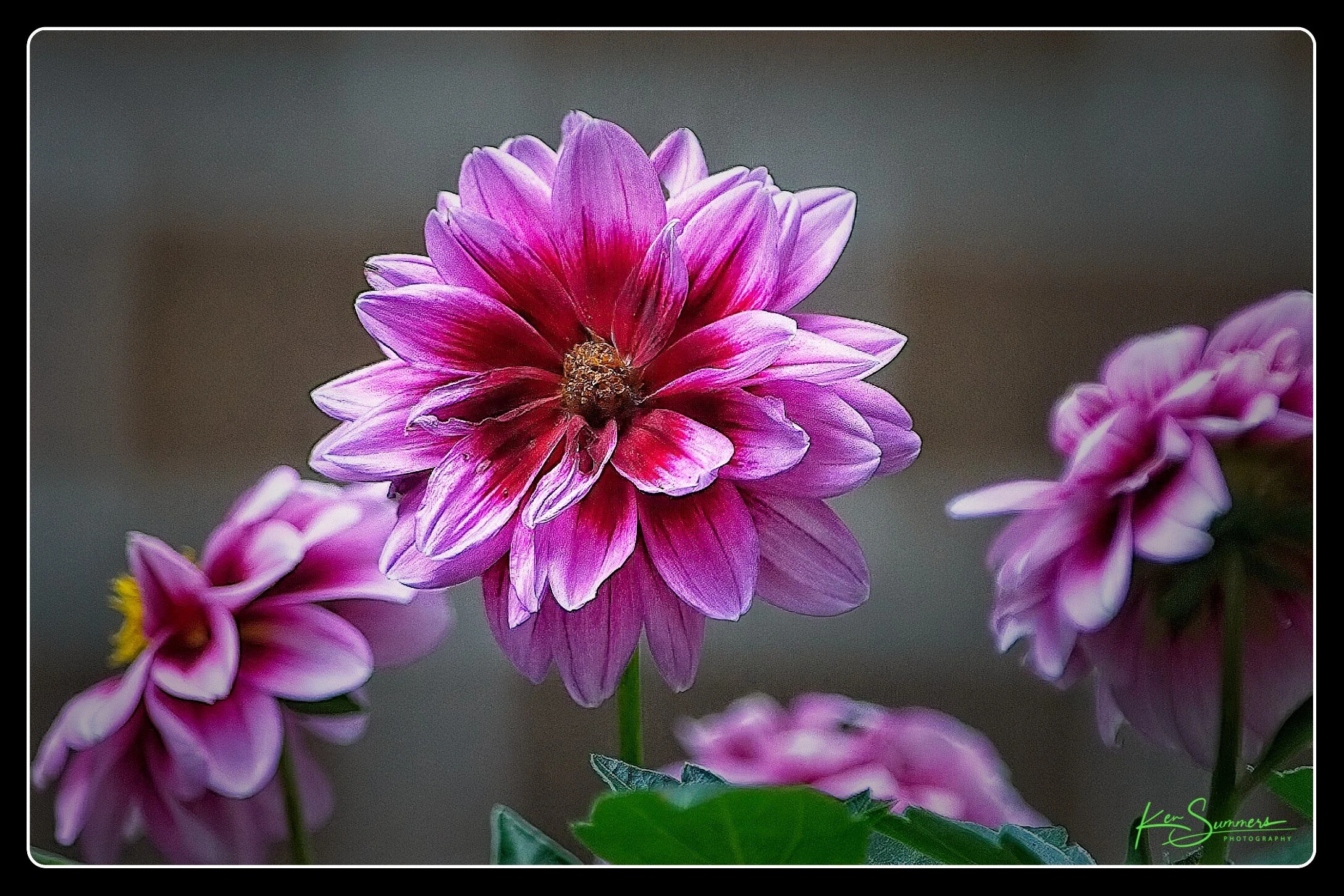 Dahlia 07202021002.jpg