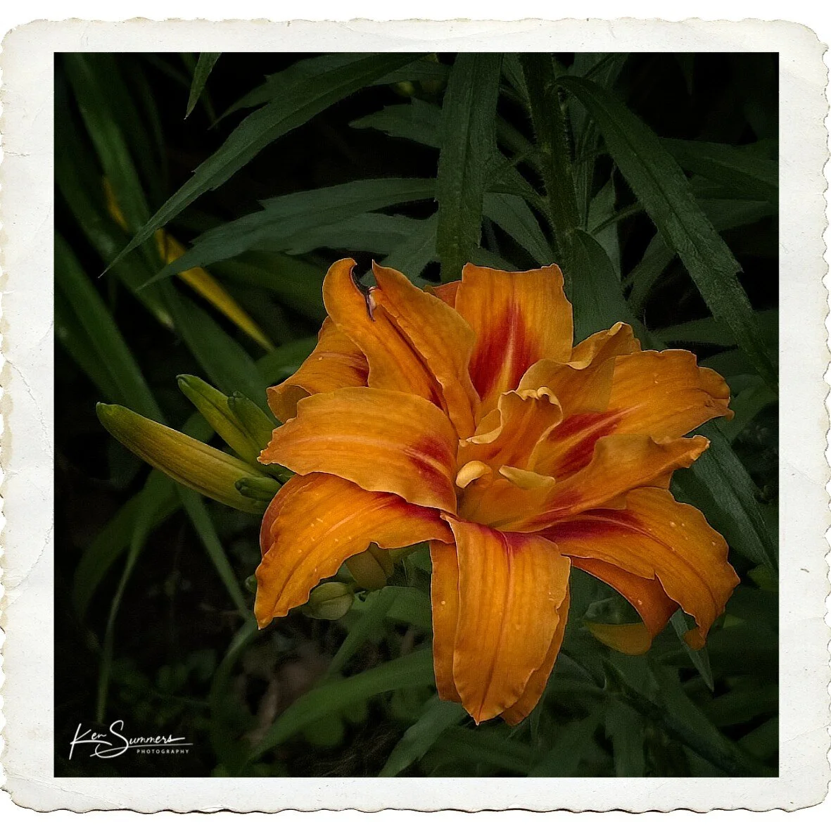 Day Lily 07132021001.jpg