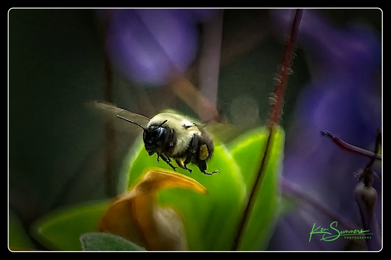 Bumble Bee08062021001.jpg