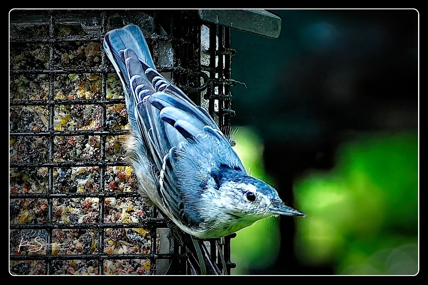 Nuthatch 08062016003.jpg