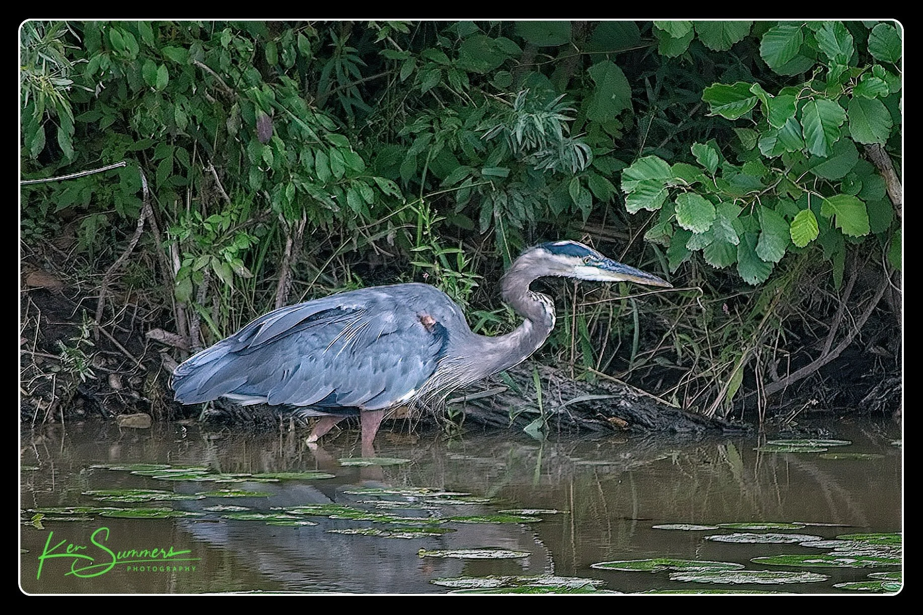 Great Blue Heron Fishing on the Grand 09092021004-1.jpg
