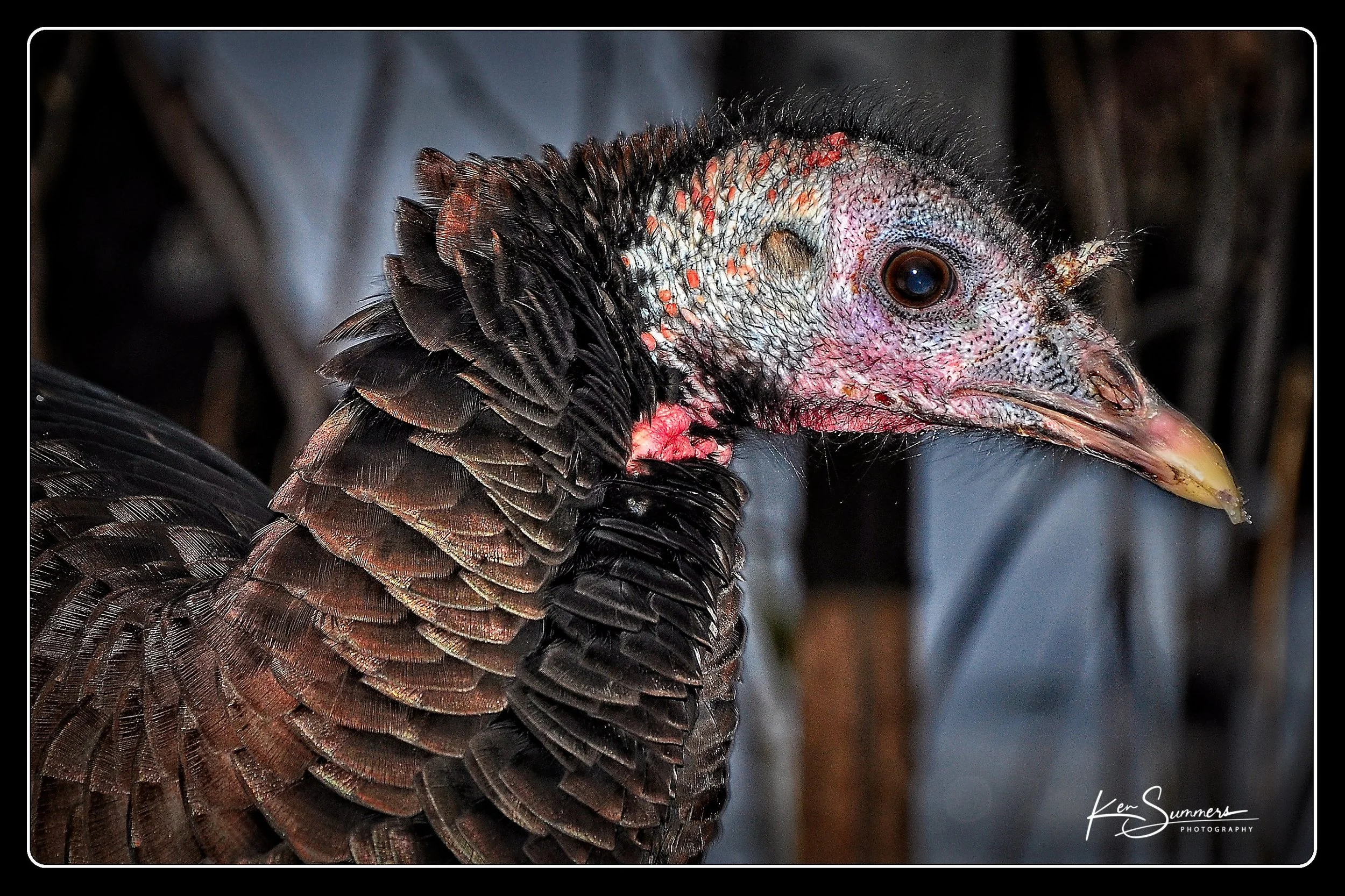 Wild Turkey  001 24 Nov, 2012.jpg