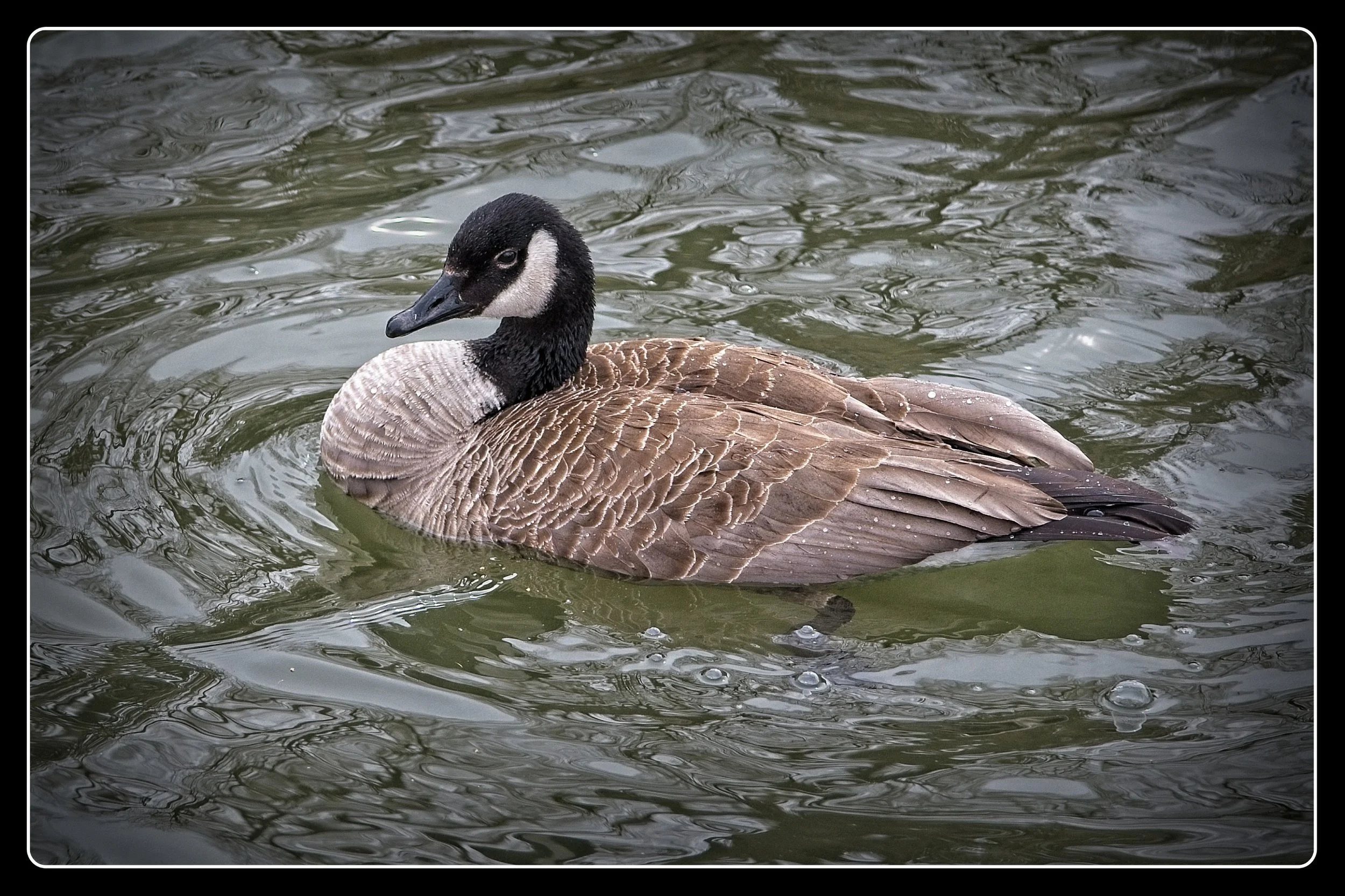 Canada Goose at Victoria Park