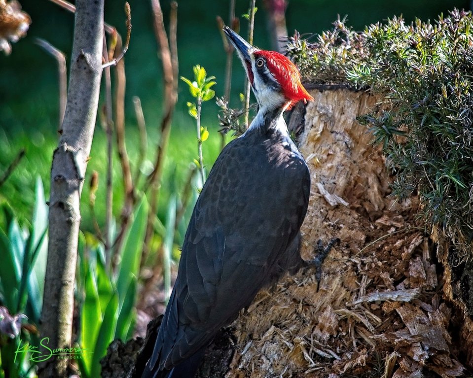 Pileated  Woodpecker 