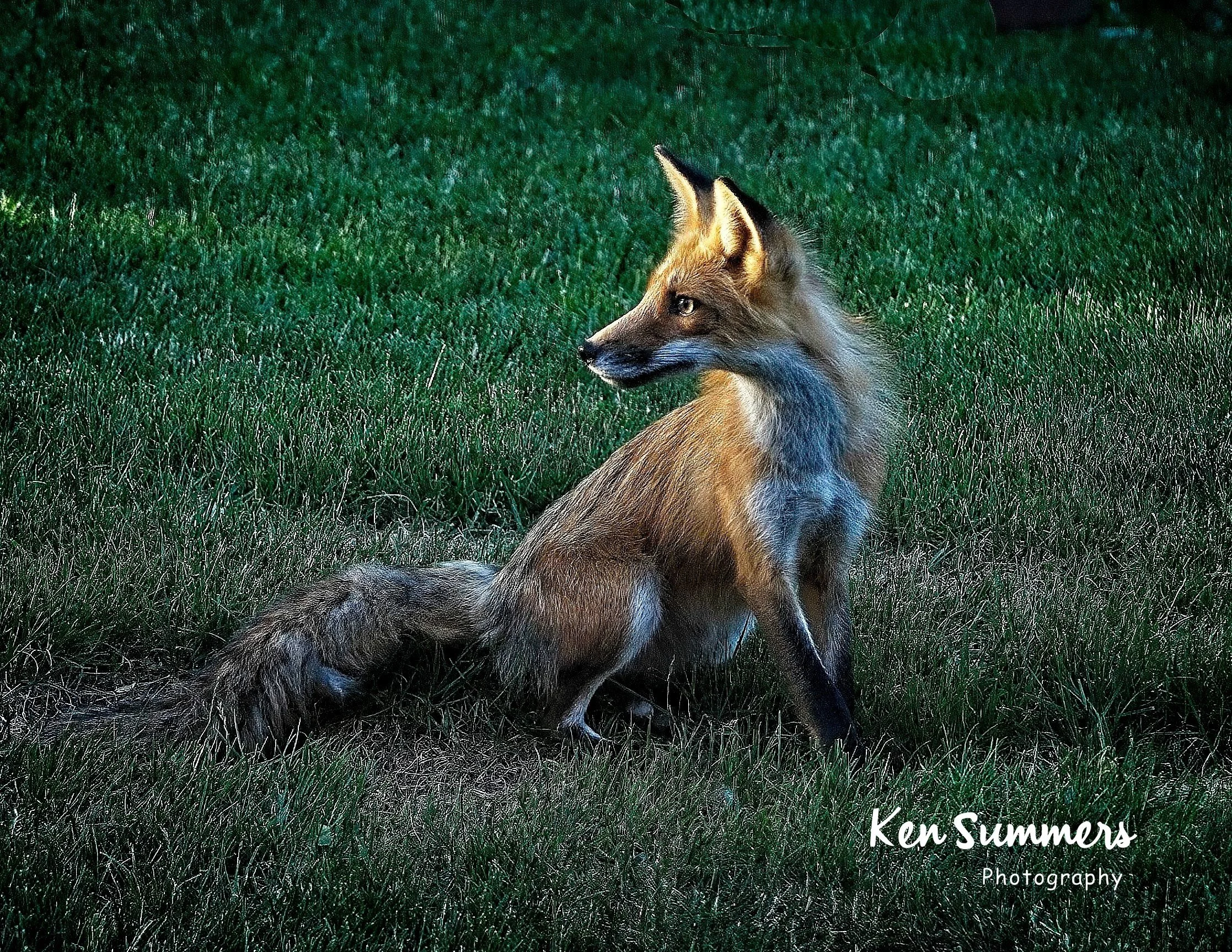 Red Fox  001.jpg