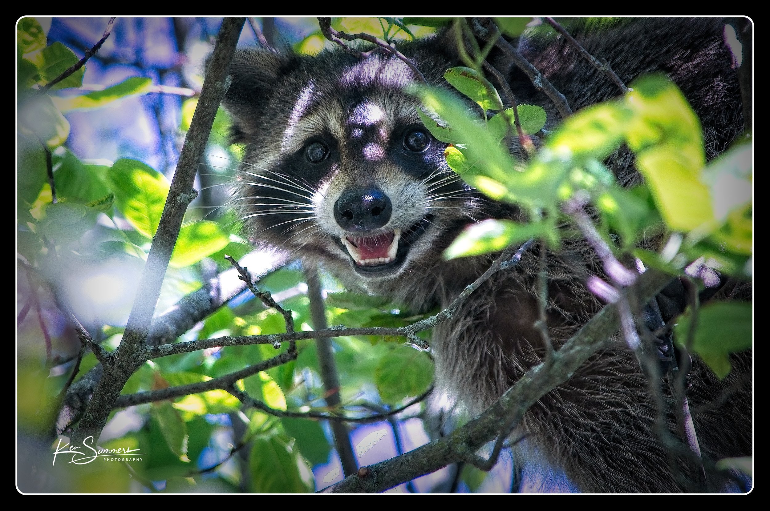 Raccoon in Service Berry Bush _DSC2835  002-1.jpg