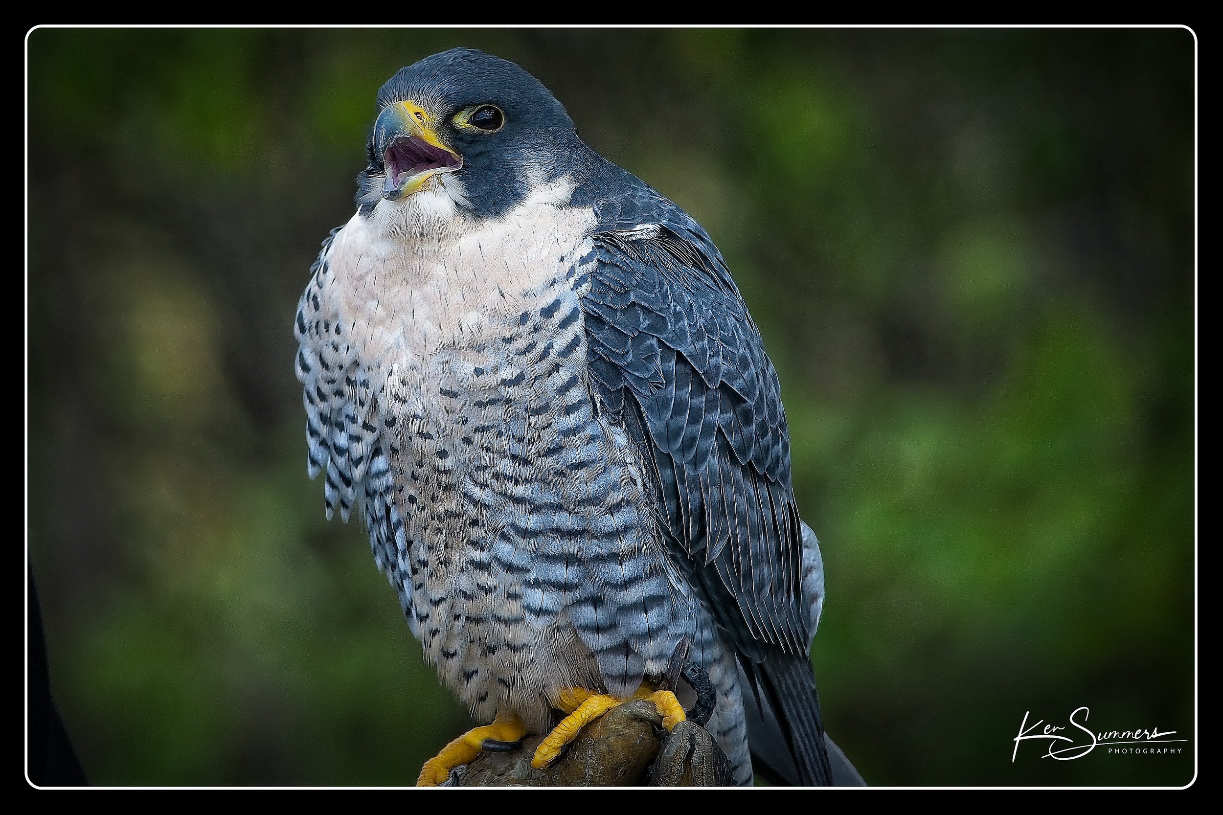 Peregrine Falcon from Wild Bird Display 15 Oct, 2022_0003.jpg