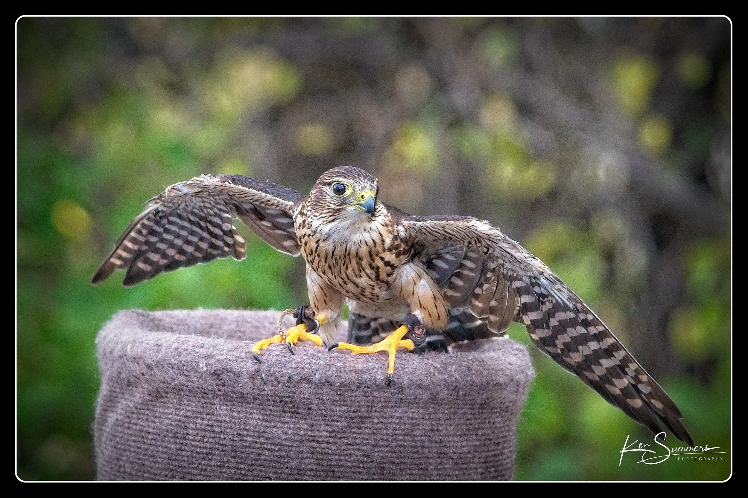 Merlin  from Wild Bird Display 15 Oct, 2022_0003.jpg