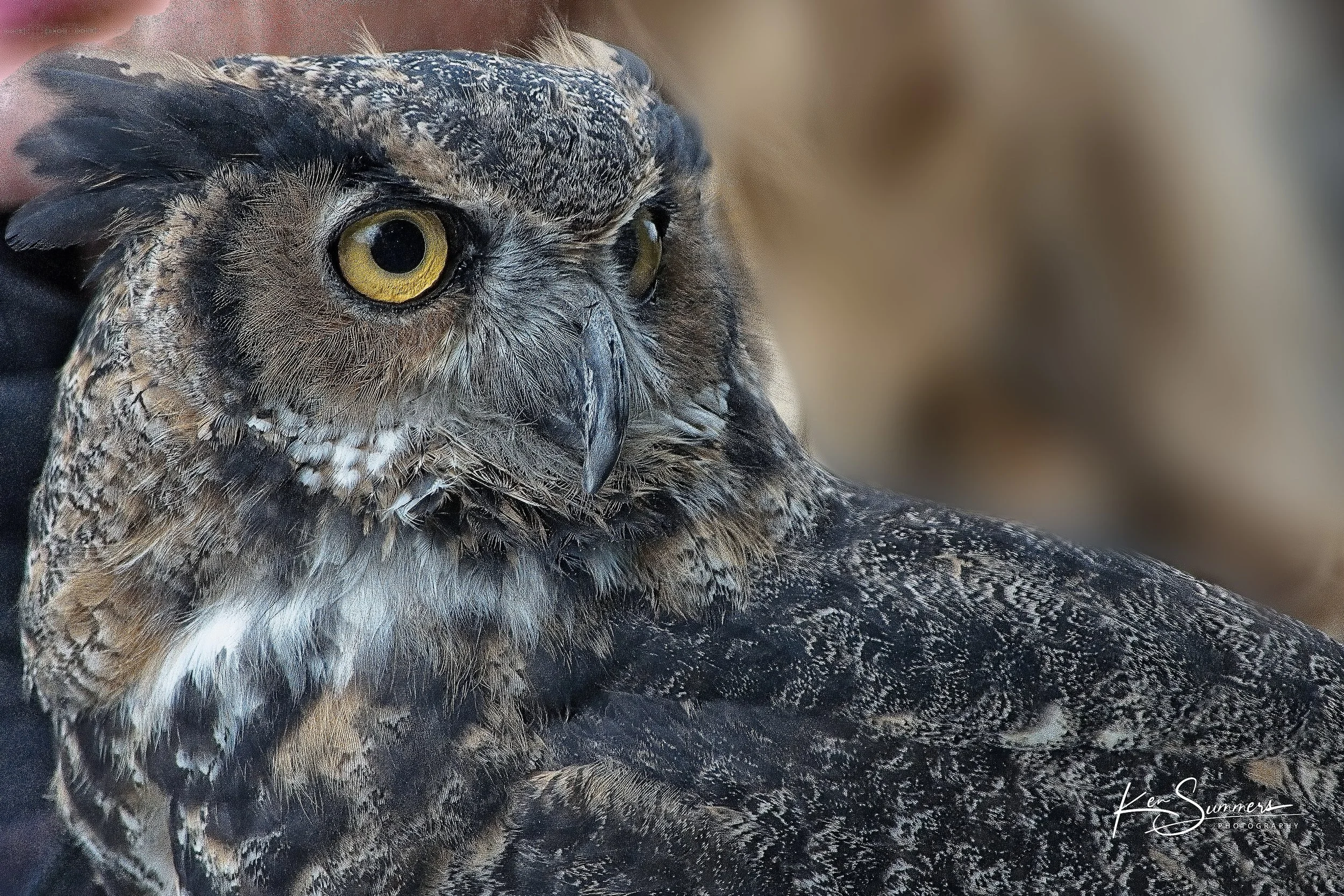 Owl  from Wild Bird Display 15 Oct, 2022_0002.jpg