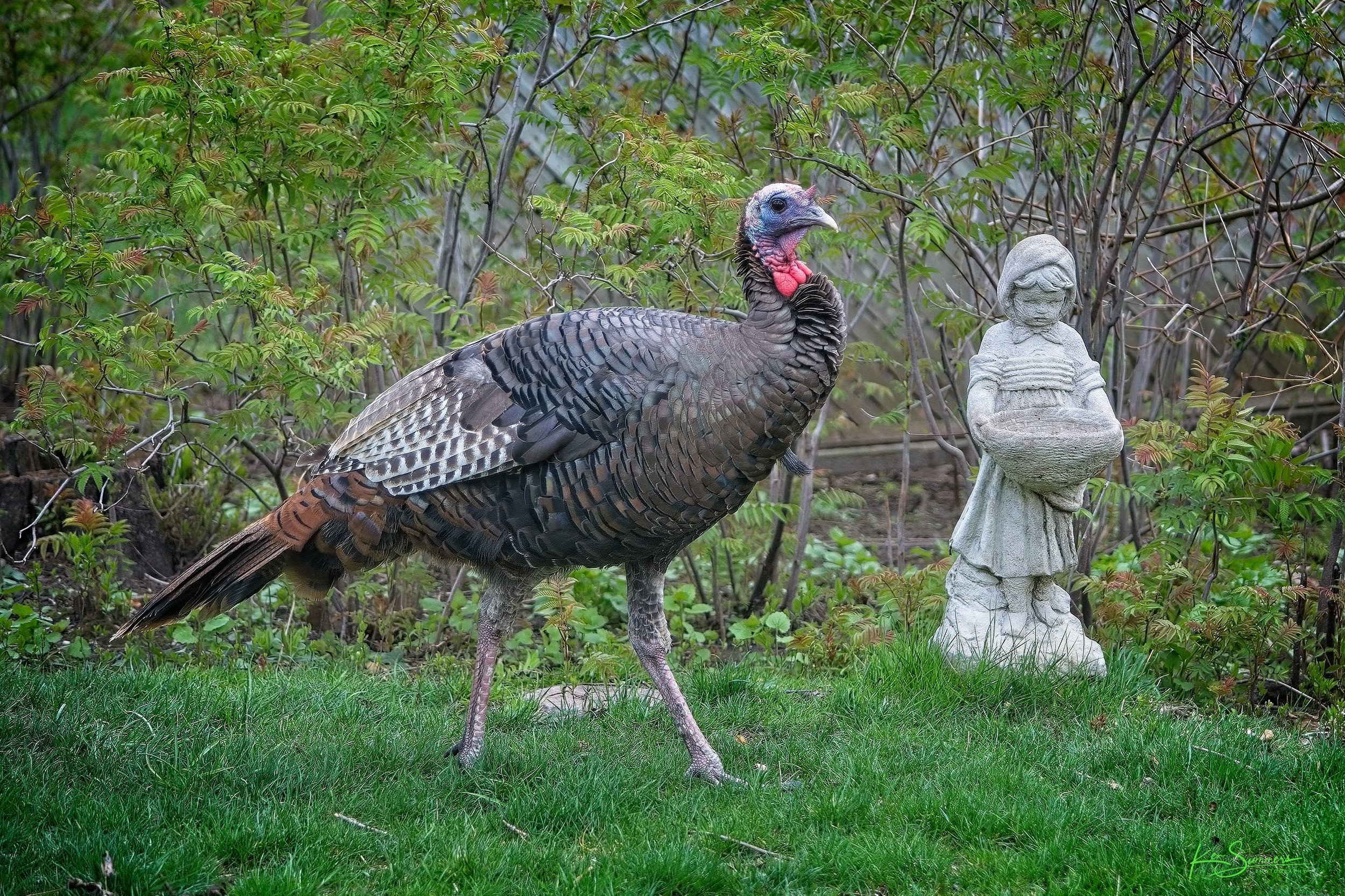 Wild Turkey Visit   April 25th 3895  001.jpg