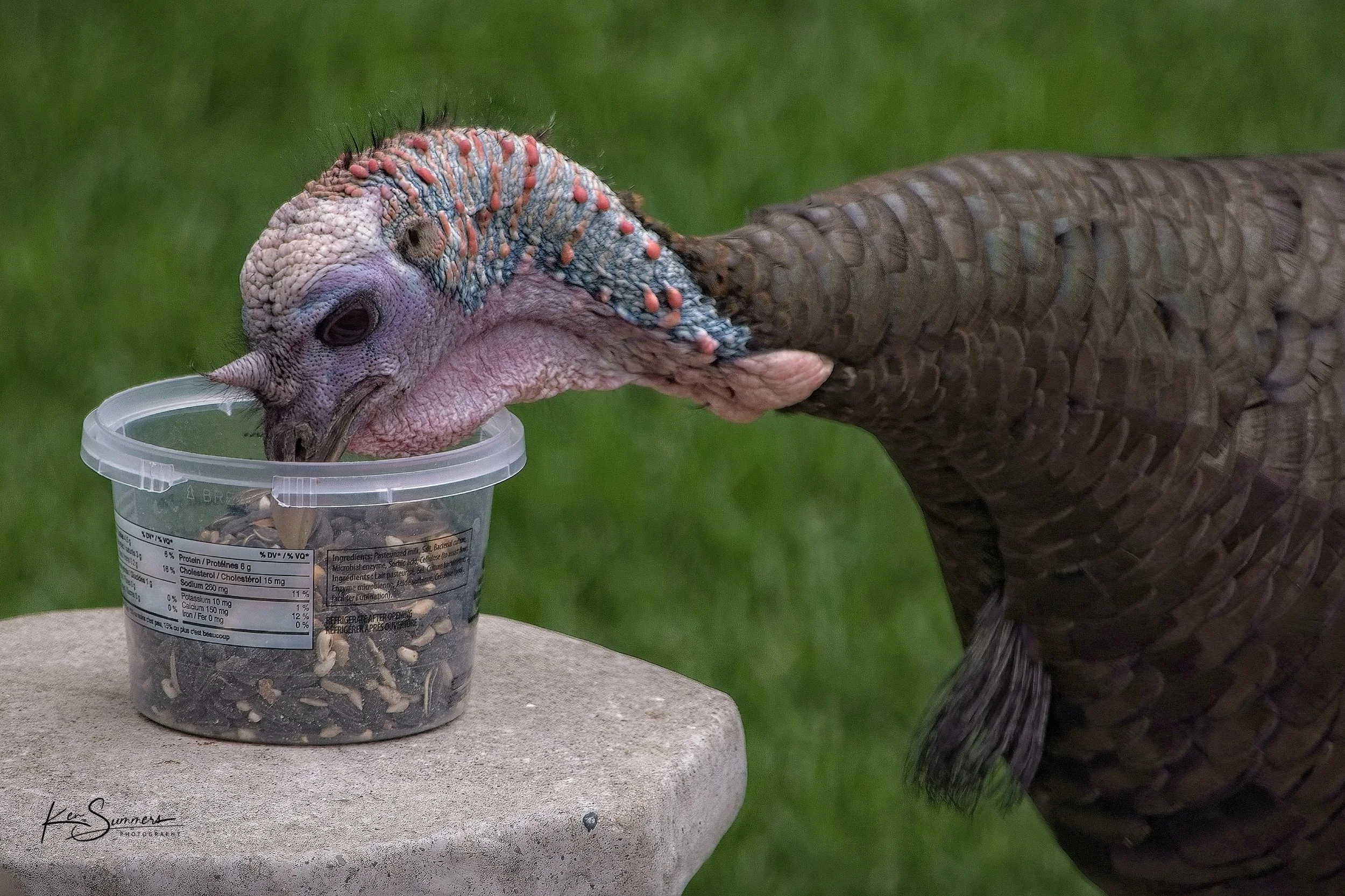 Wild Turkey visits the Patio 