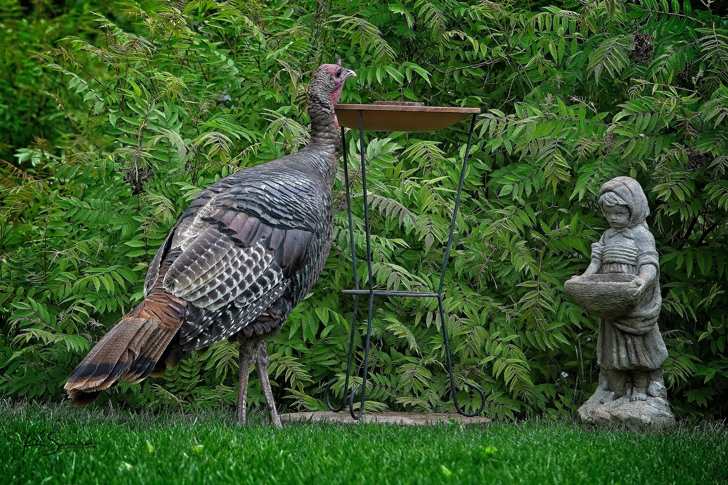 Wild Turkey going to the "Bird Bath" for a drink.