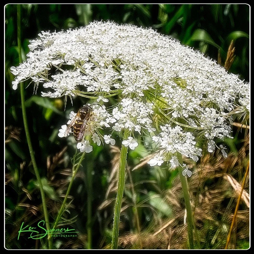 Bee  on Milk Weed   004.jpg